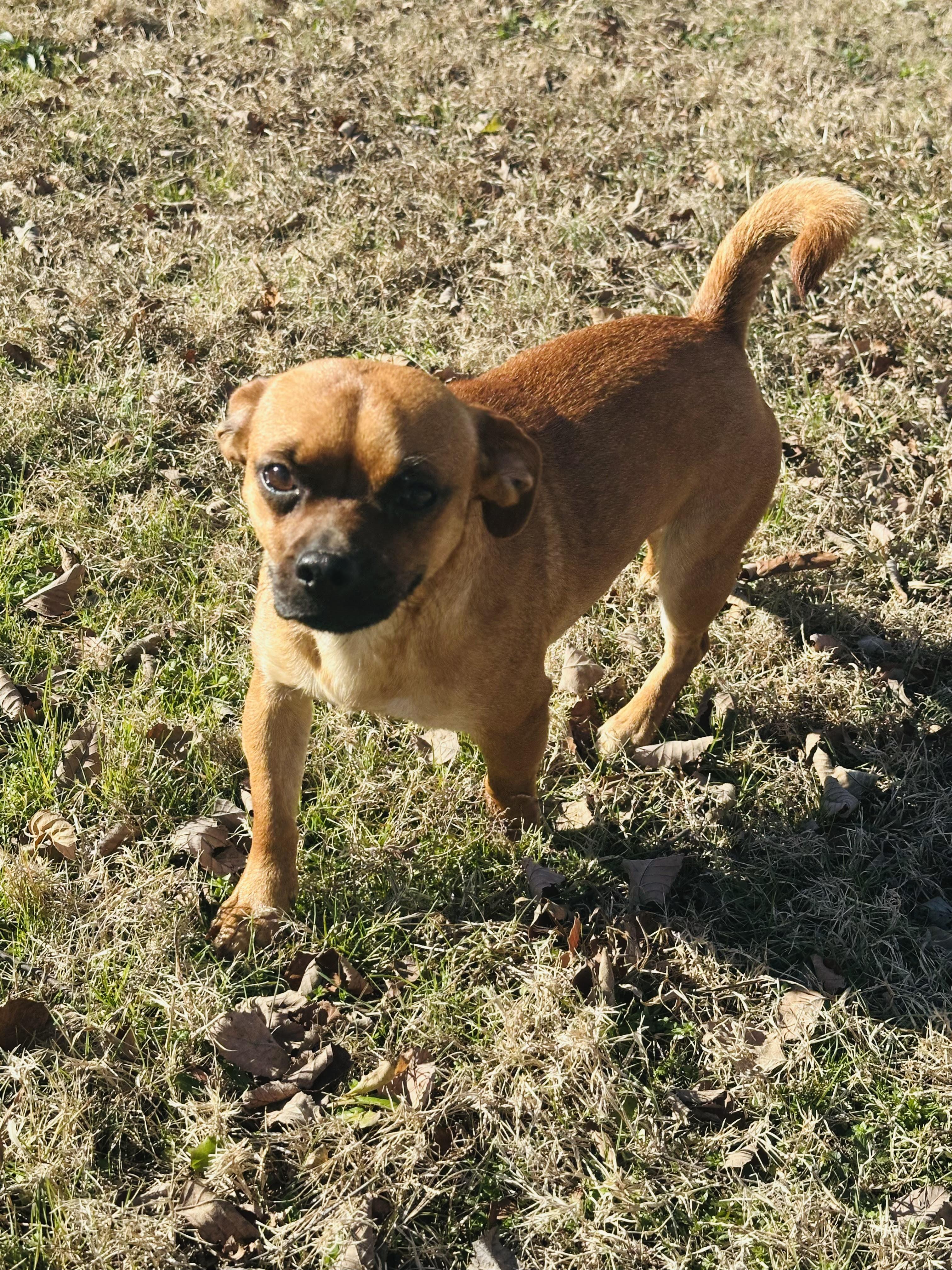 Enlarge Posie, a ADOPTABLE mixed breed in Medfield, MA image 4/5