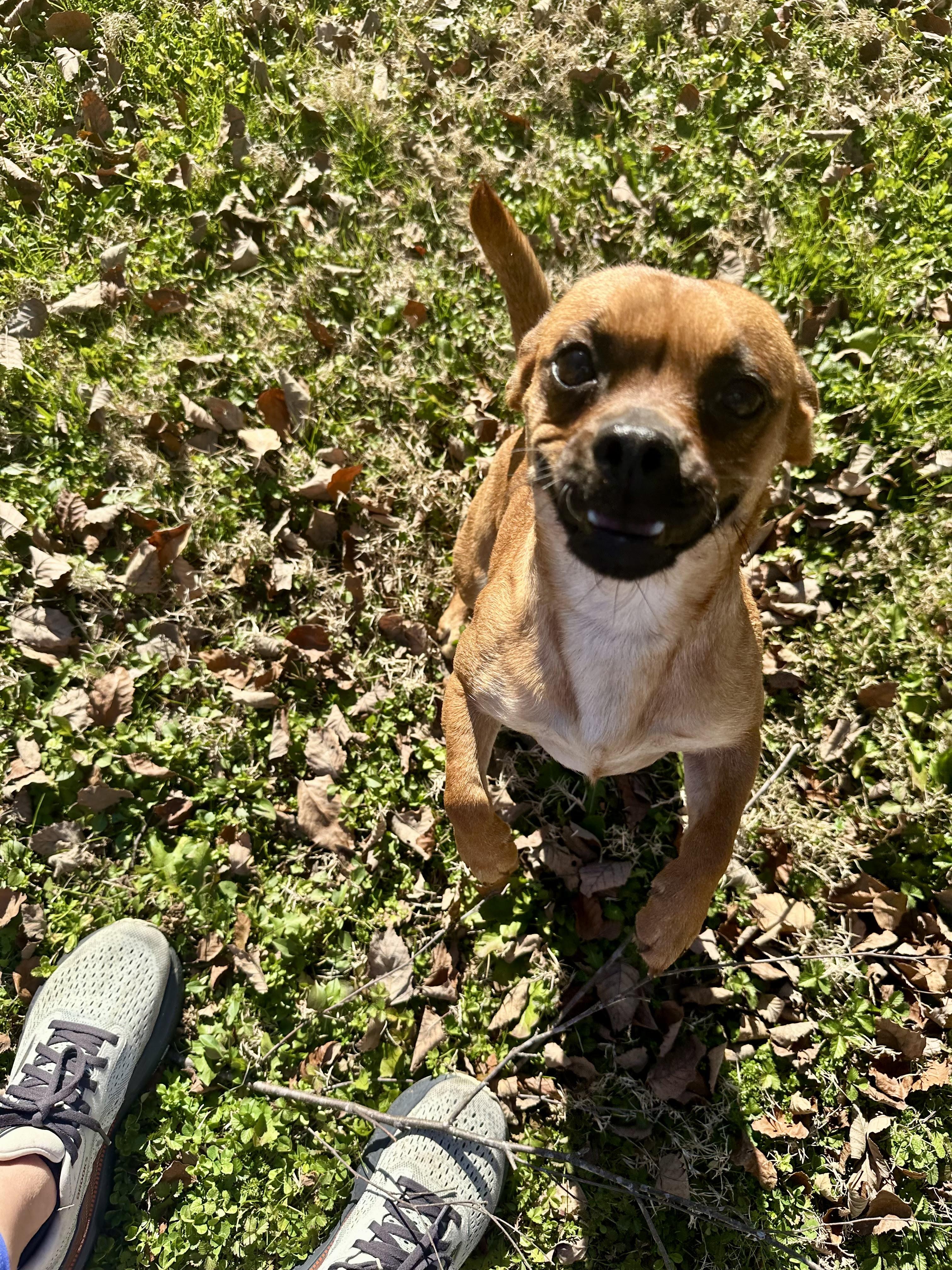 Enlarge Posie, a ADOPTABLE mixed breed in Medfield, MA image 3/5