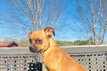 Posie, ADOPTABLE, Young Female Chihuahua.