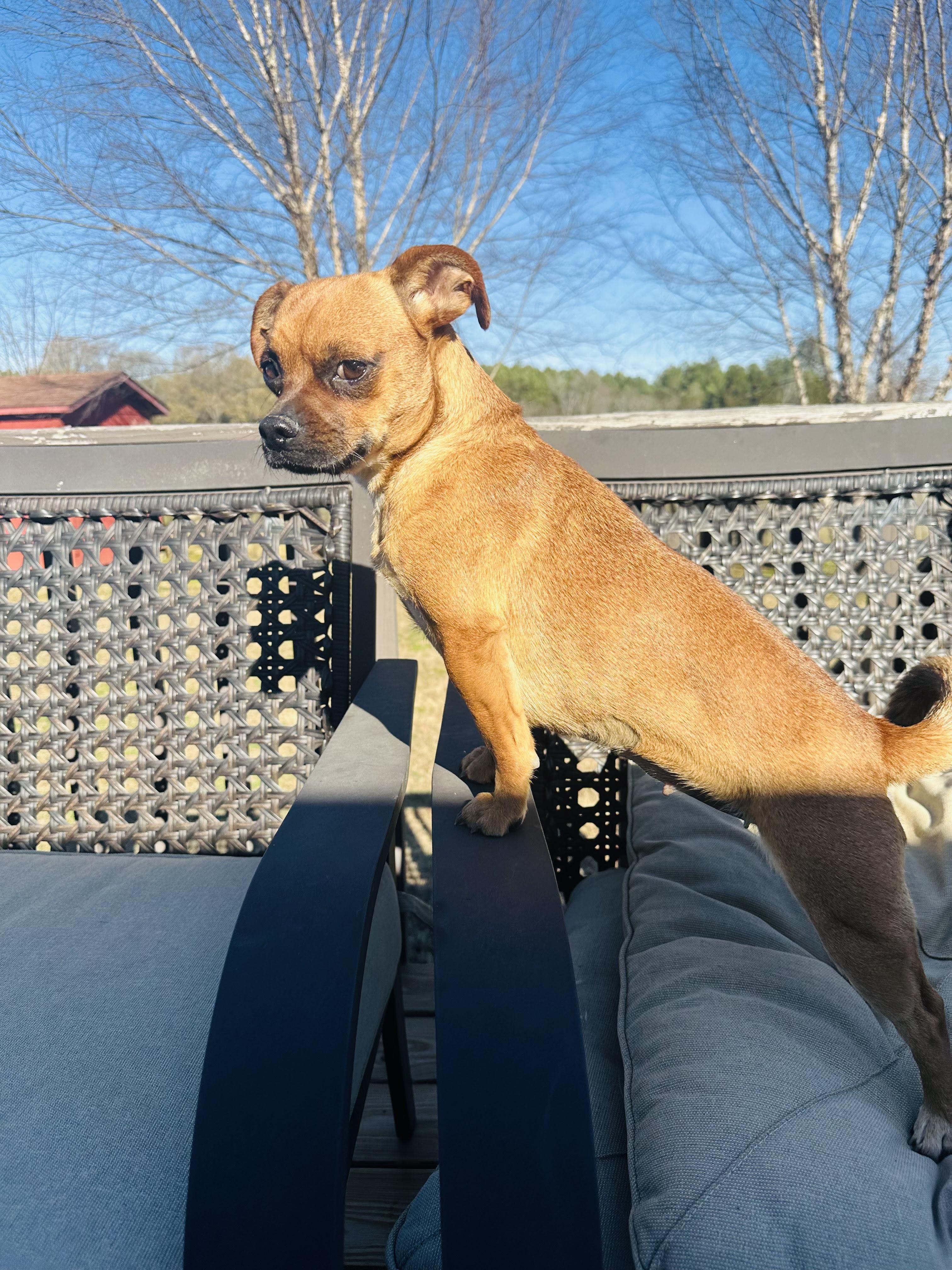 Enlarge Posie, a ADOPTABLE mixed breed in Medfield, MA image 2/5