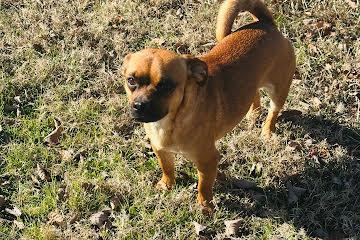 Enlarge Posie, a ADOPTABLE mixed breed in Medfield, MA image 5/5