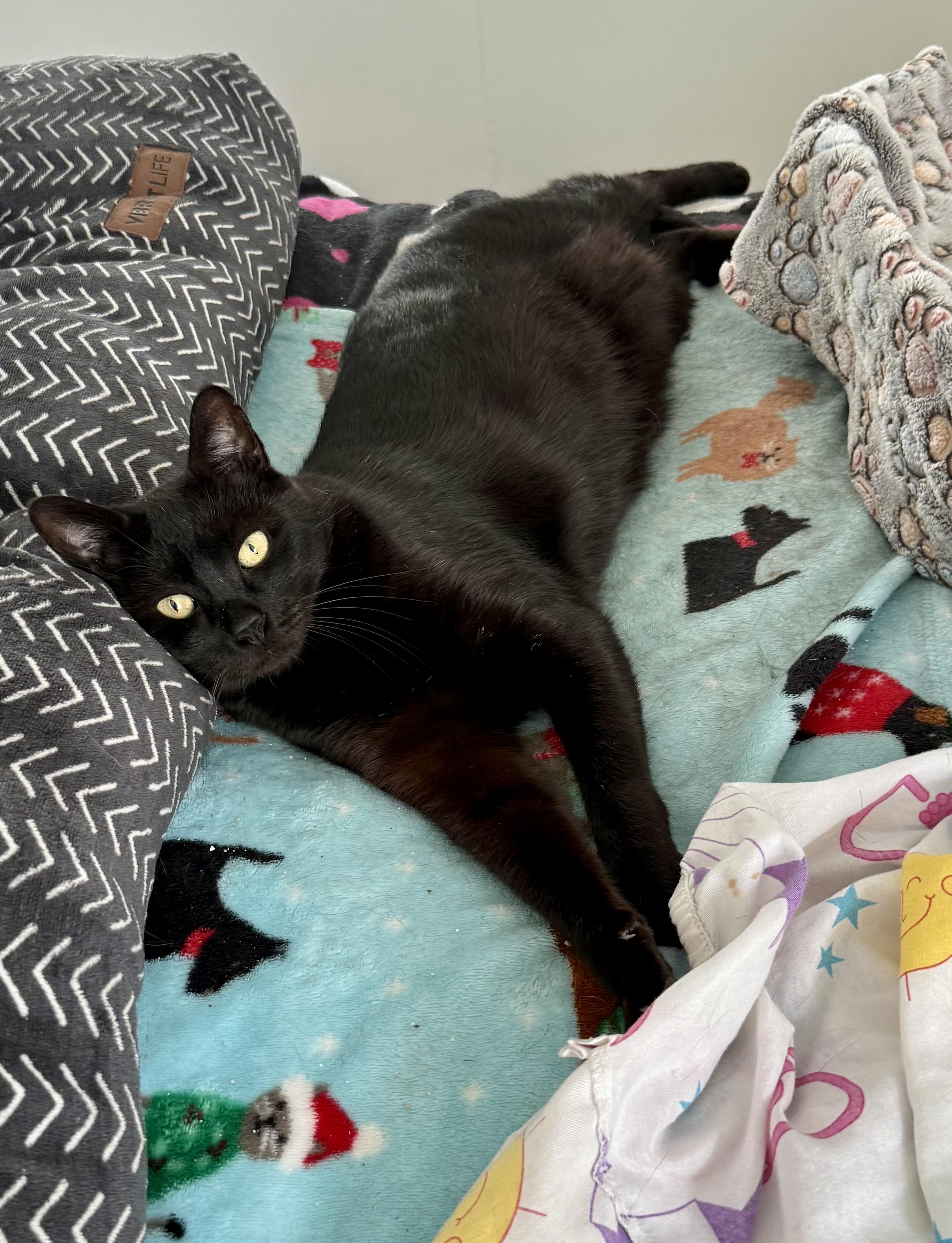 Enlarge Incredible AWESOME Nick baby boy feline, a Adoptable Domestic Short Hair in Boca Raton, FL image 1/6