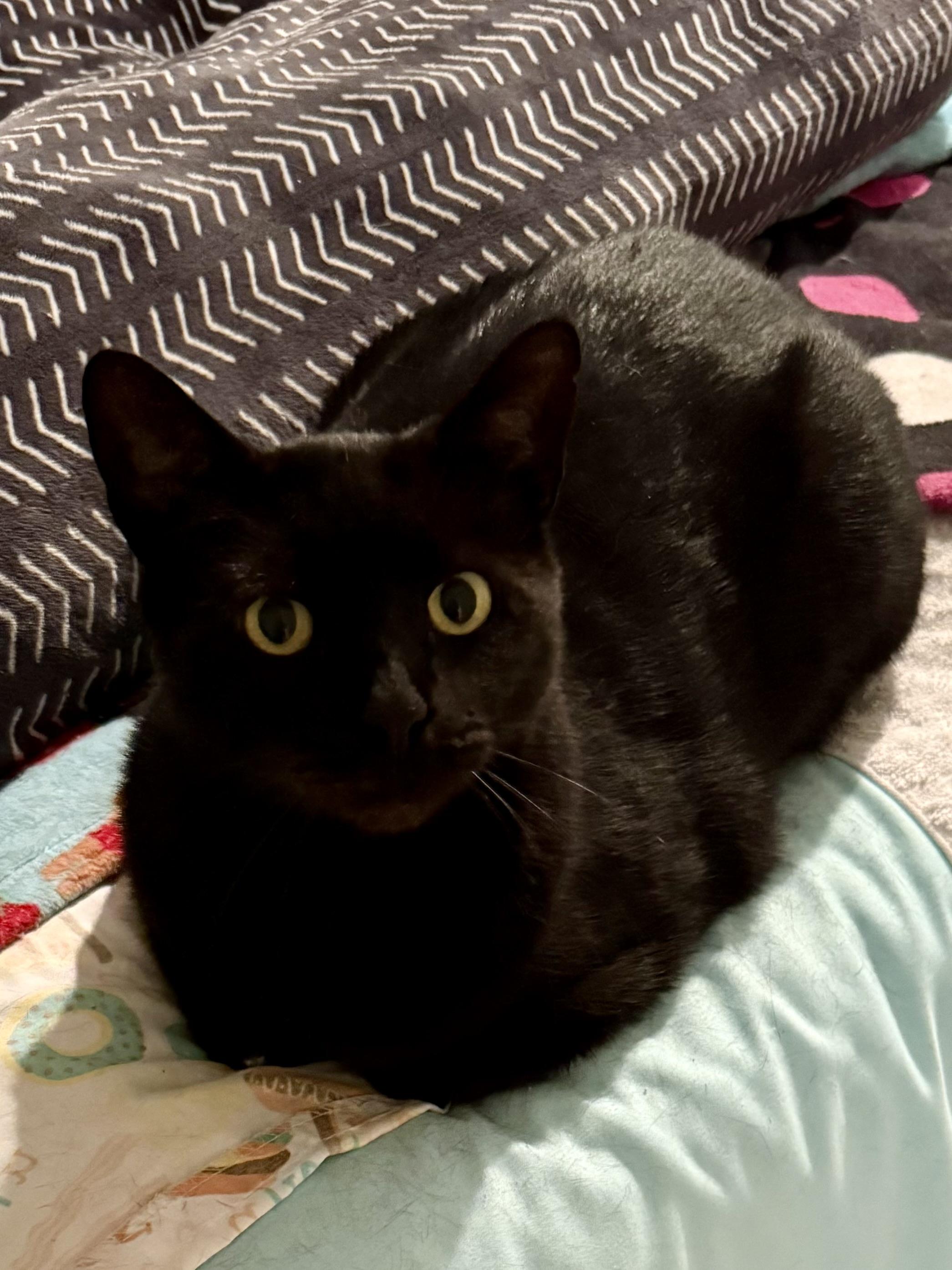 Enlarge Incredible AWESOME Nick baby boy feline, a Adoptable Domestic Short Hair in Boca Raton, FL image 4/6