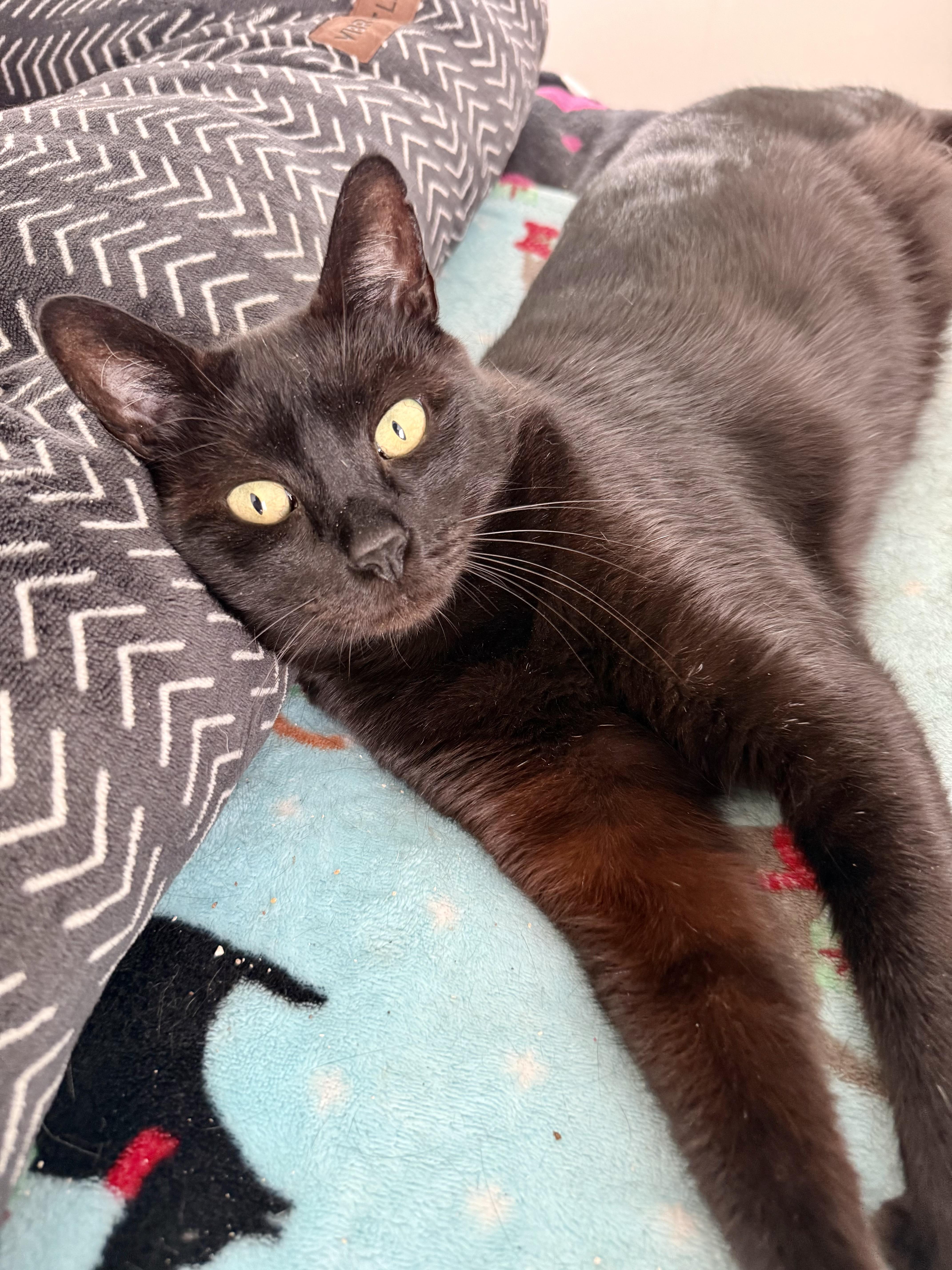 Enlarge Incredible AWESOME Nick baby boy feline, a Adoptable Domestic Short Hair in Boca Raton, FL image 5/6