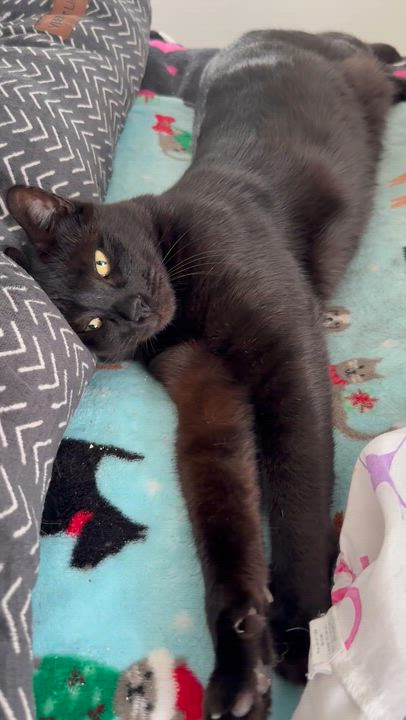 Enlarge Incredible AWESOME Nick baby boy feline, a Adoptable Domestic Short Hair in Boca Raton, FL video 6/6