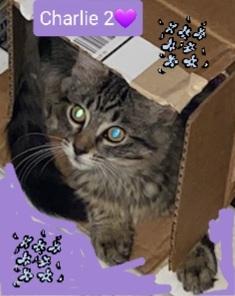 Charlie 2, Adopted, Kitten Female Tabby.