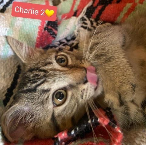 Enlarge Charlie 2, a Adopted Tabby in Willingboro, NJ image 2/4