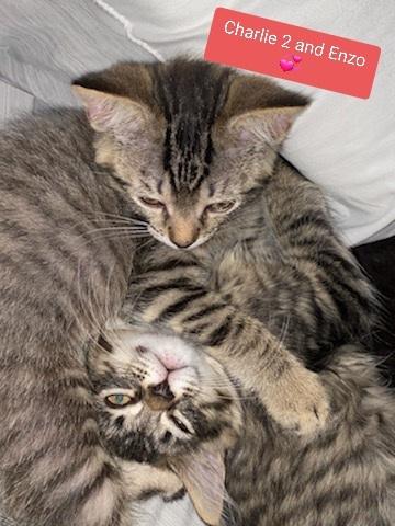 Enlarge Charlie 2, a Adopted Tabby in Willingboro, NJ image 3/4