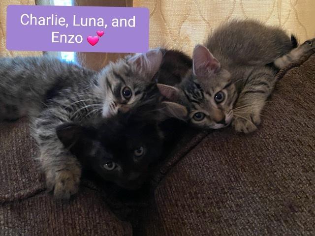 Enlarge Charlie 2, a Adopted Tabby in Willingboro, NJ image 4/4