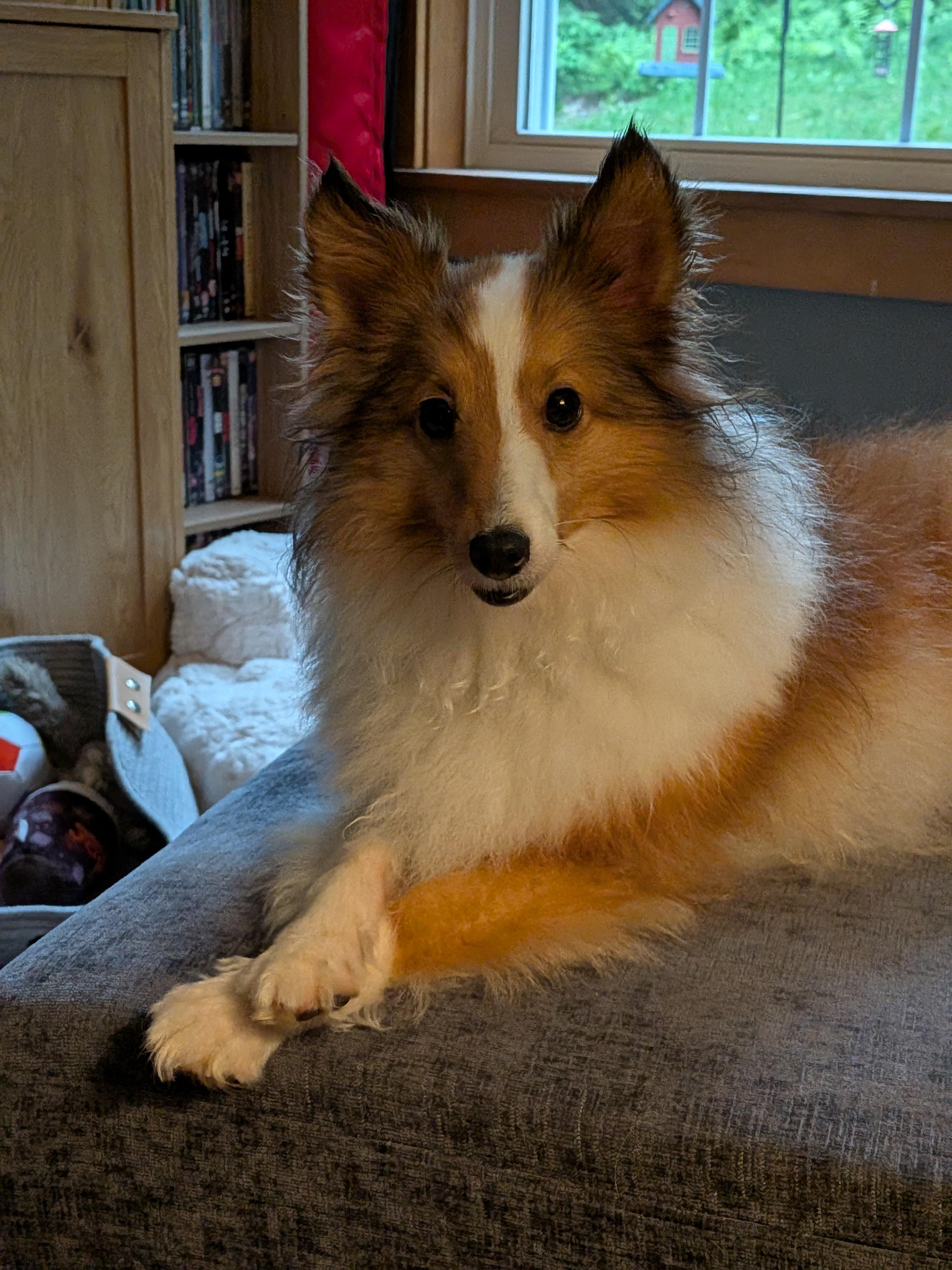 Andy (Andromeda), ADOPTABLE, Young Female Shetland Sheepdog / Sheltie.