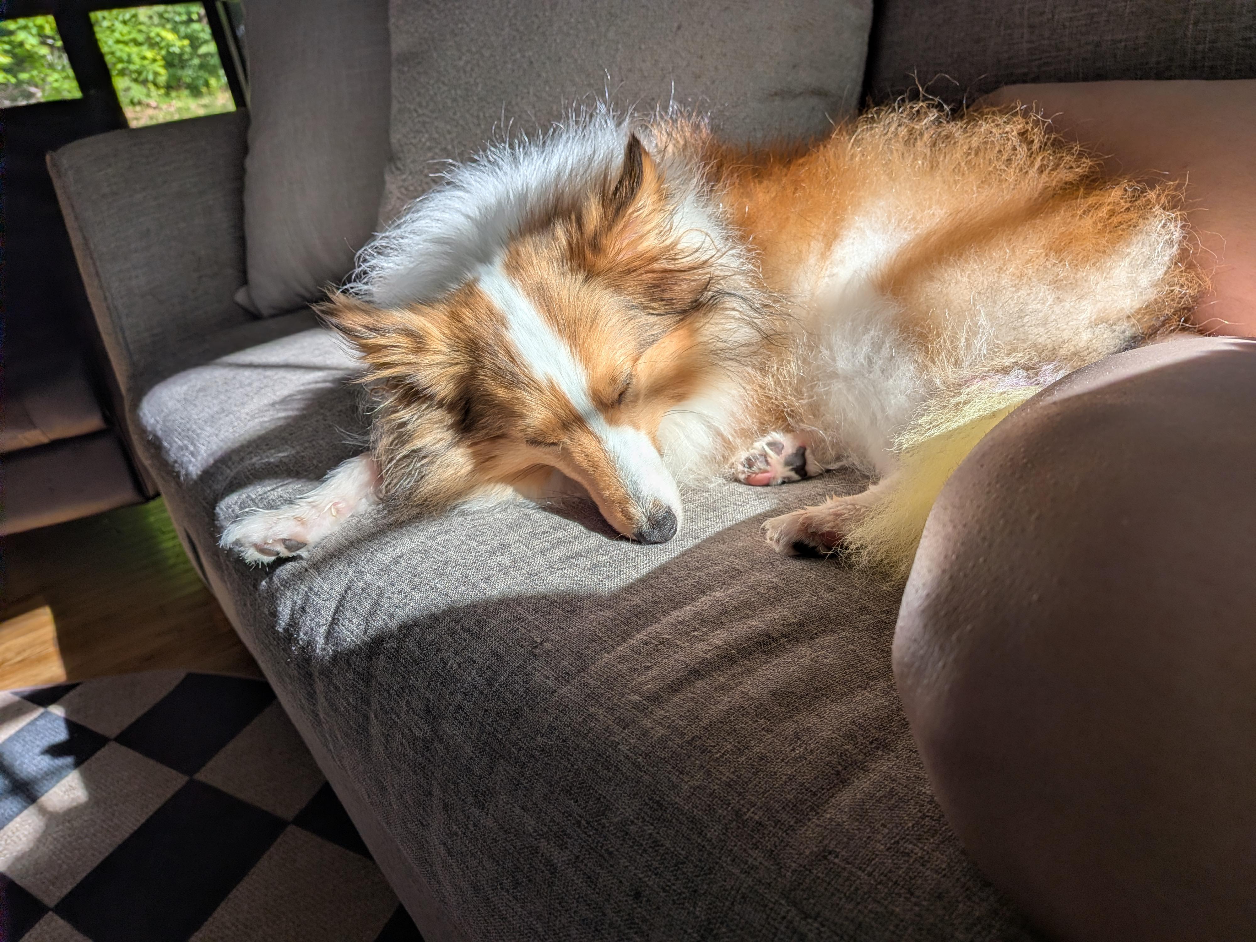 Andy (Andromeda), a ADOPTABLE Shetland Sheepdog / Sheltie in Portland, ME image 4/6