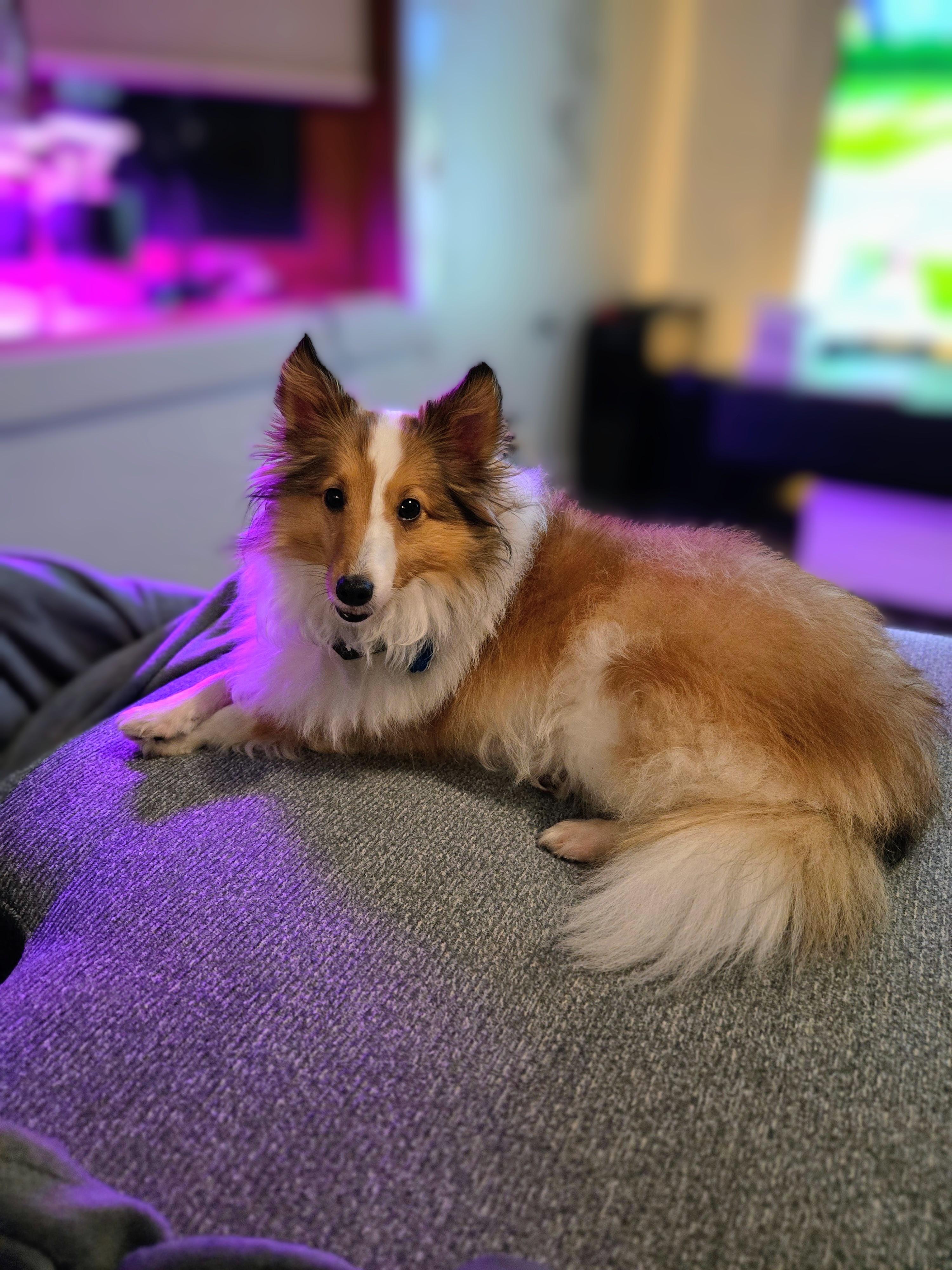Andy (Andromeda), a ADOPTABLE Shetland Sheepdog / Sheltie in Portland, ME image 2/6