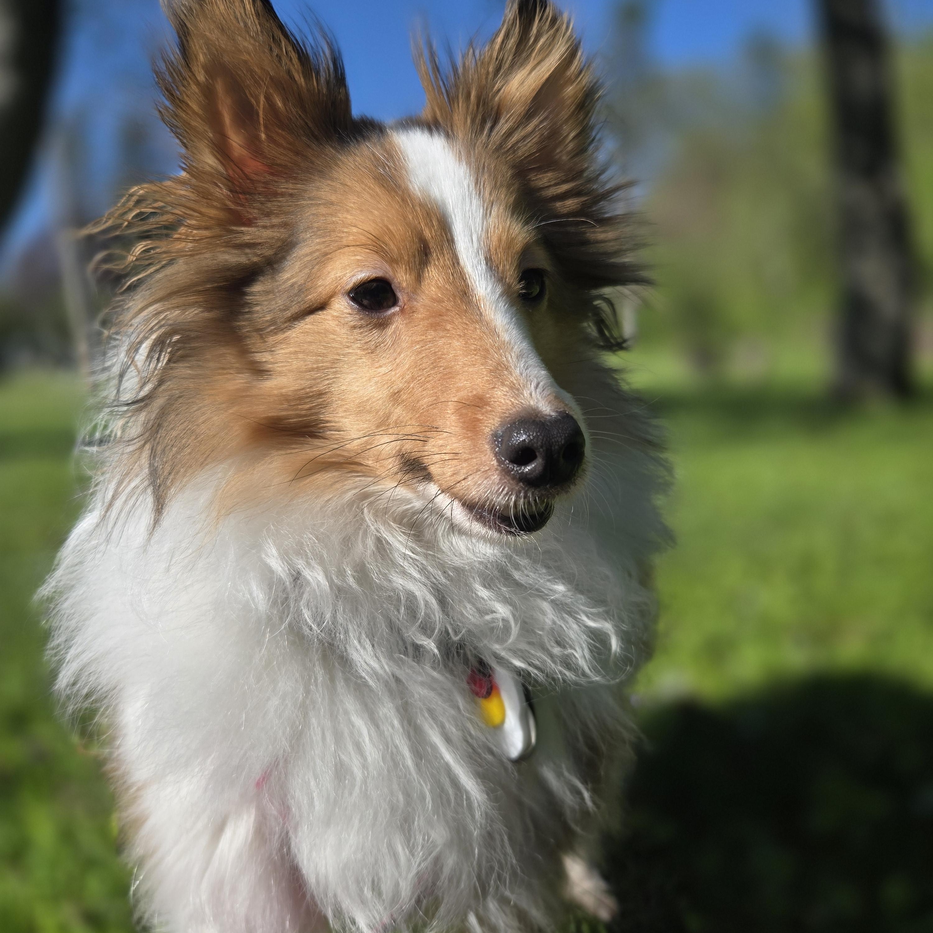 Andy (Andromeda), a ADOPTABLE Shetland Sheepdog / Sheltie in Portland, ME image 5/6