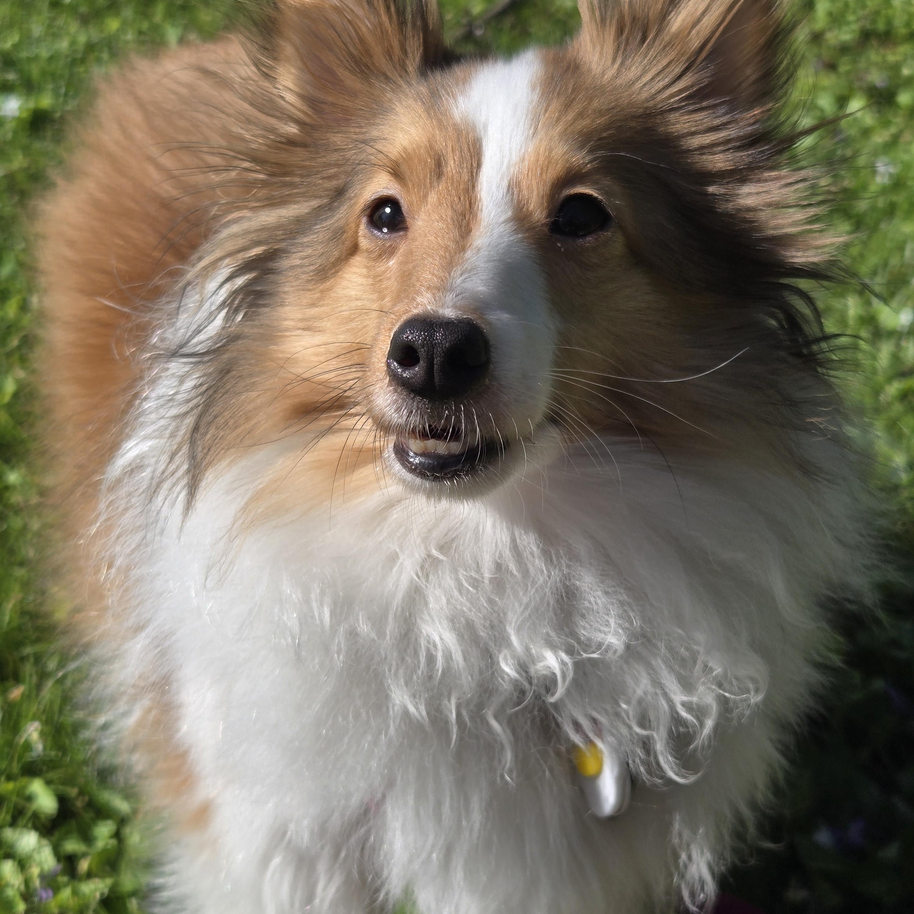 Andy (Andromeda), a ADOPTABLE Shetland Sheepdog / Sheltie in Portland, ME image 6/6
