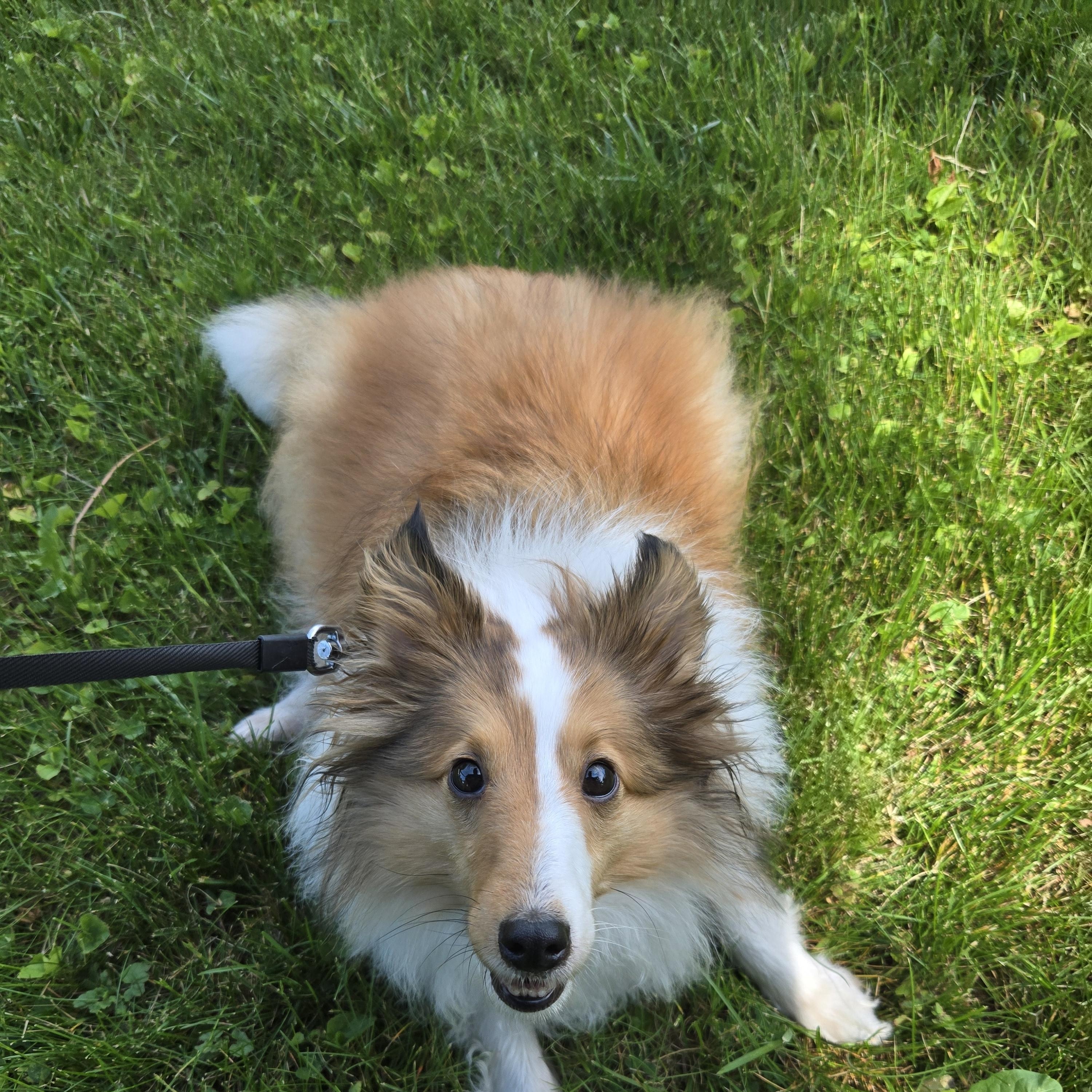Andy (Andromeda), a ADOPTABLE Shetland Sheepdog / Sheltie in Portland, ME image 3/6