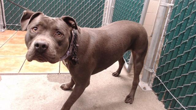 COCO, Adoptable, Young Female Pit Bull Terrier & Mixed Breed.