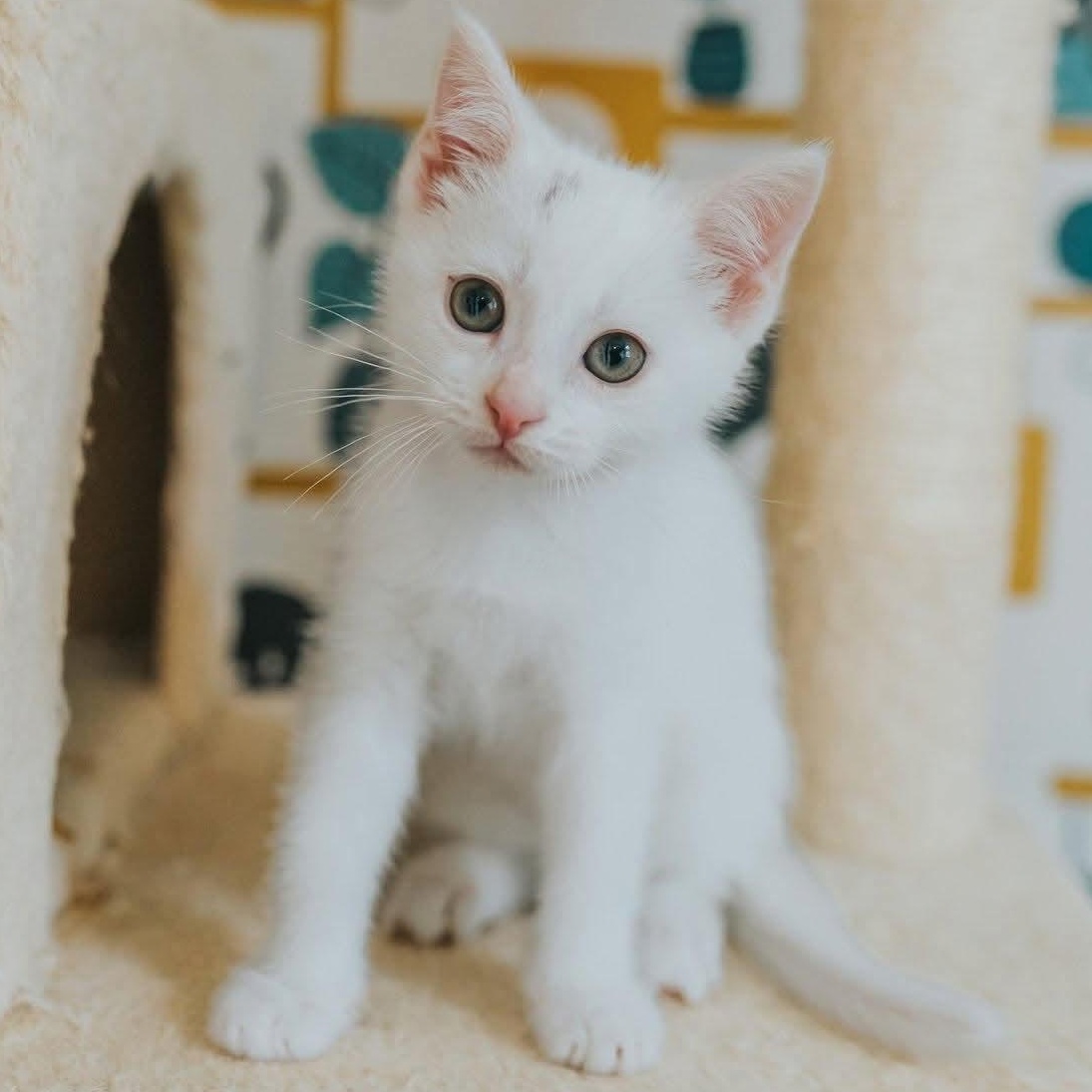 Roxie, adopted, Kitten Female Domestic Short Hair.