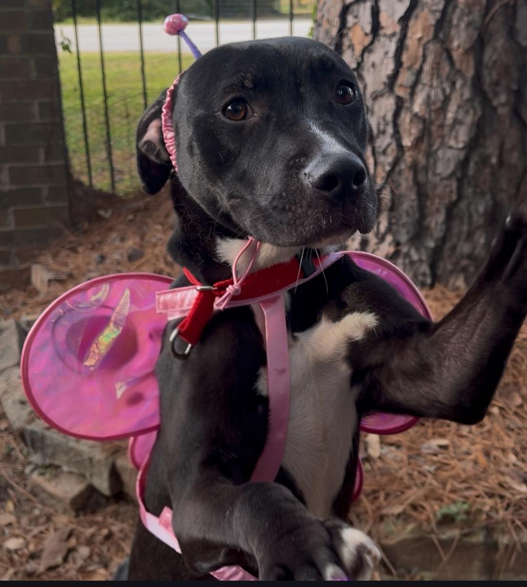 Enlarge Luna, an adopted mixed breed in Phoenixville, PA image 1/6