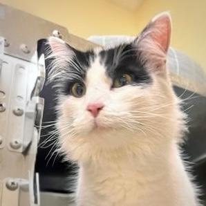 Enlarge Chatterbug, a Adoptable mixed breed in Burlington, WA image 1/1