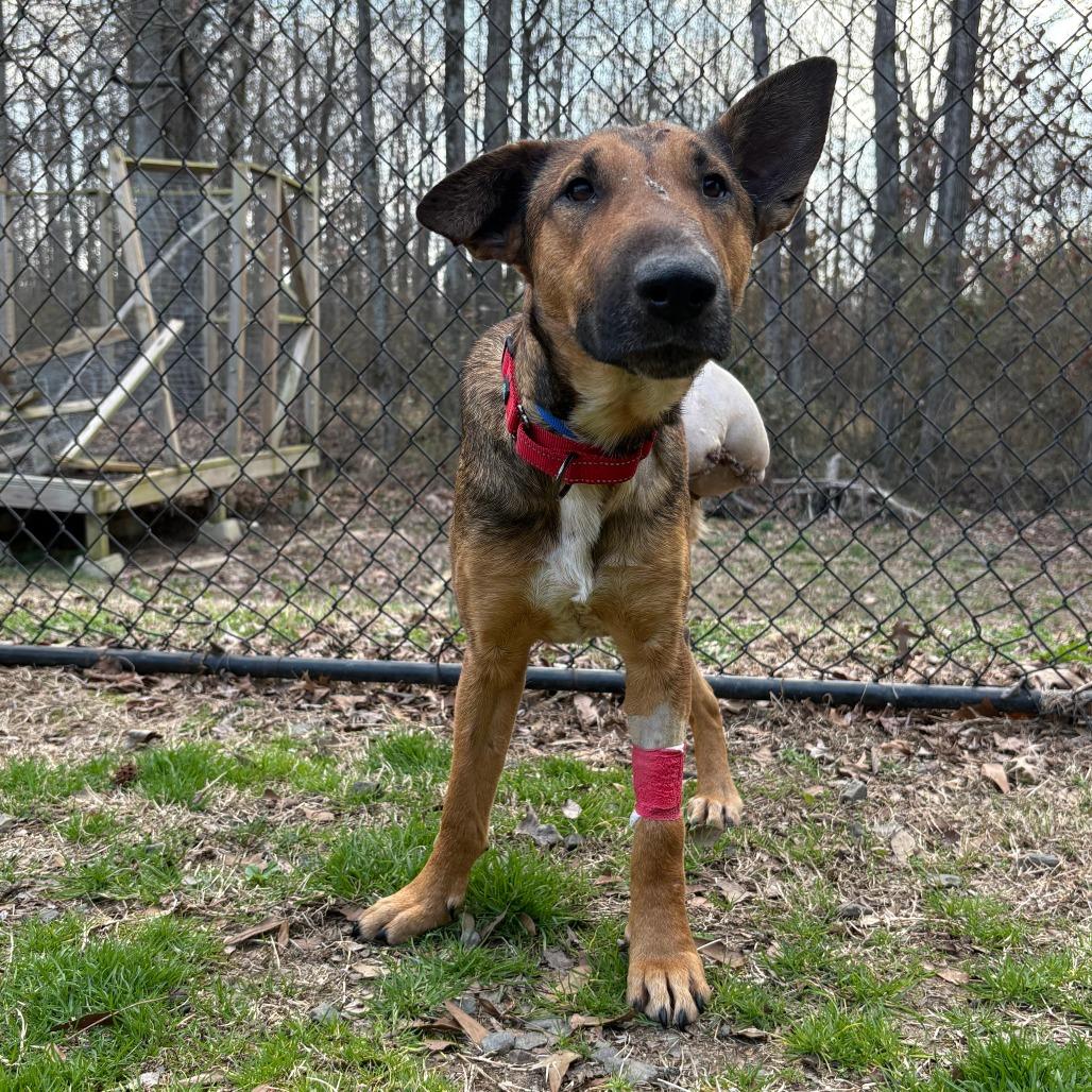 (Found) Lundie, Adoptable, Adult Female Bull Terrier & Shepherd.