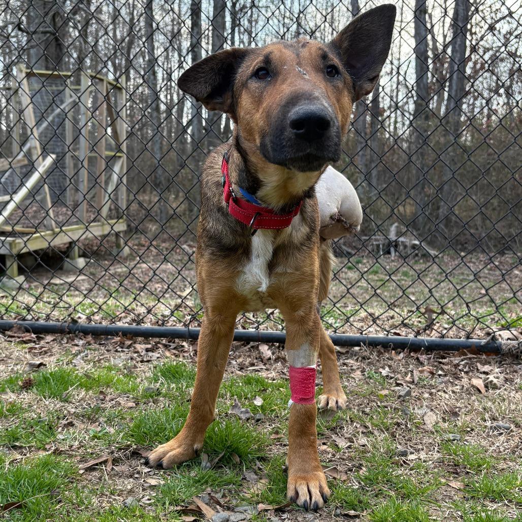 (Found) Lundie, a Adoptable mixed breed in Cabot, AR image 2/3