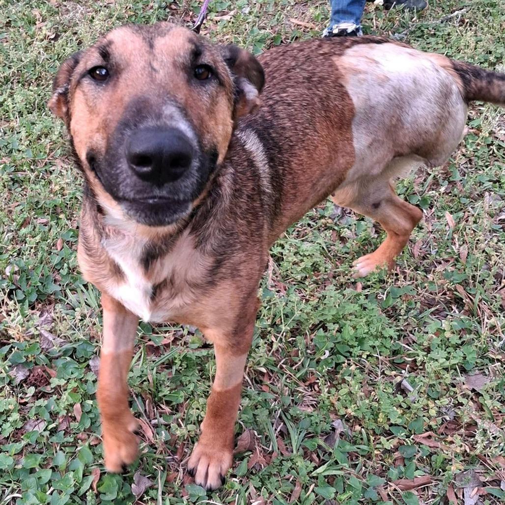 Lundie, Adoptable, Adult Female Bull Terrier & Shepherd.