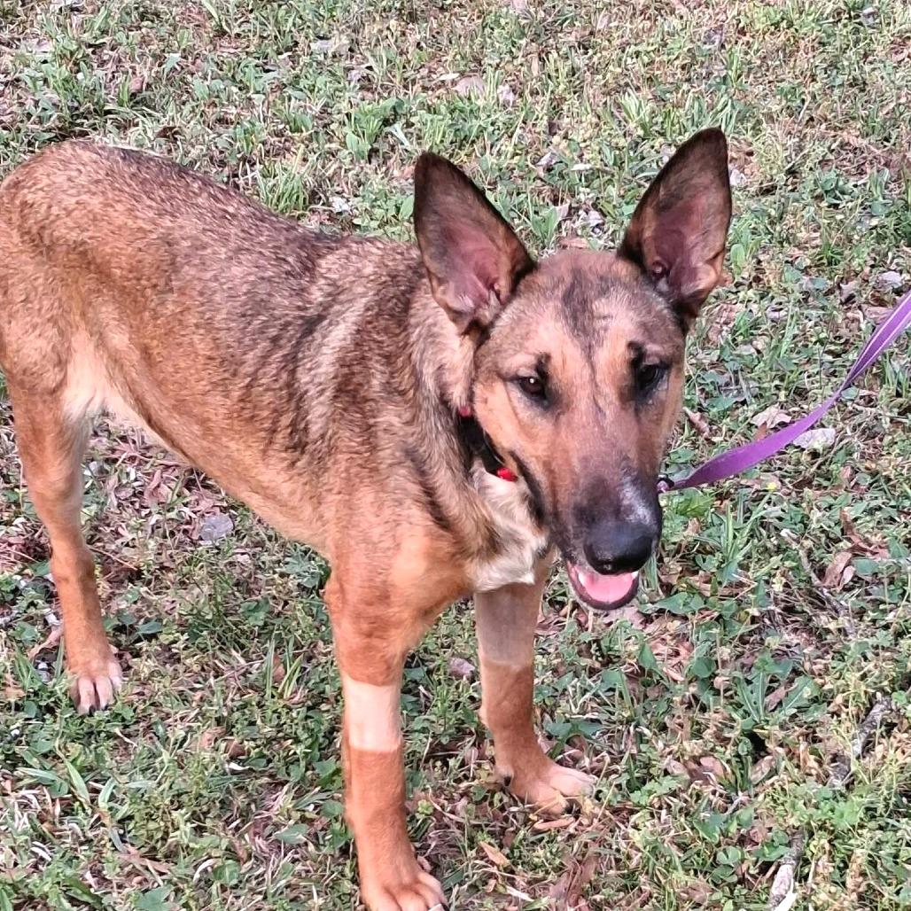 Lundie, a Adoptable mixed breed in Cabot, AR image 2/3
