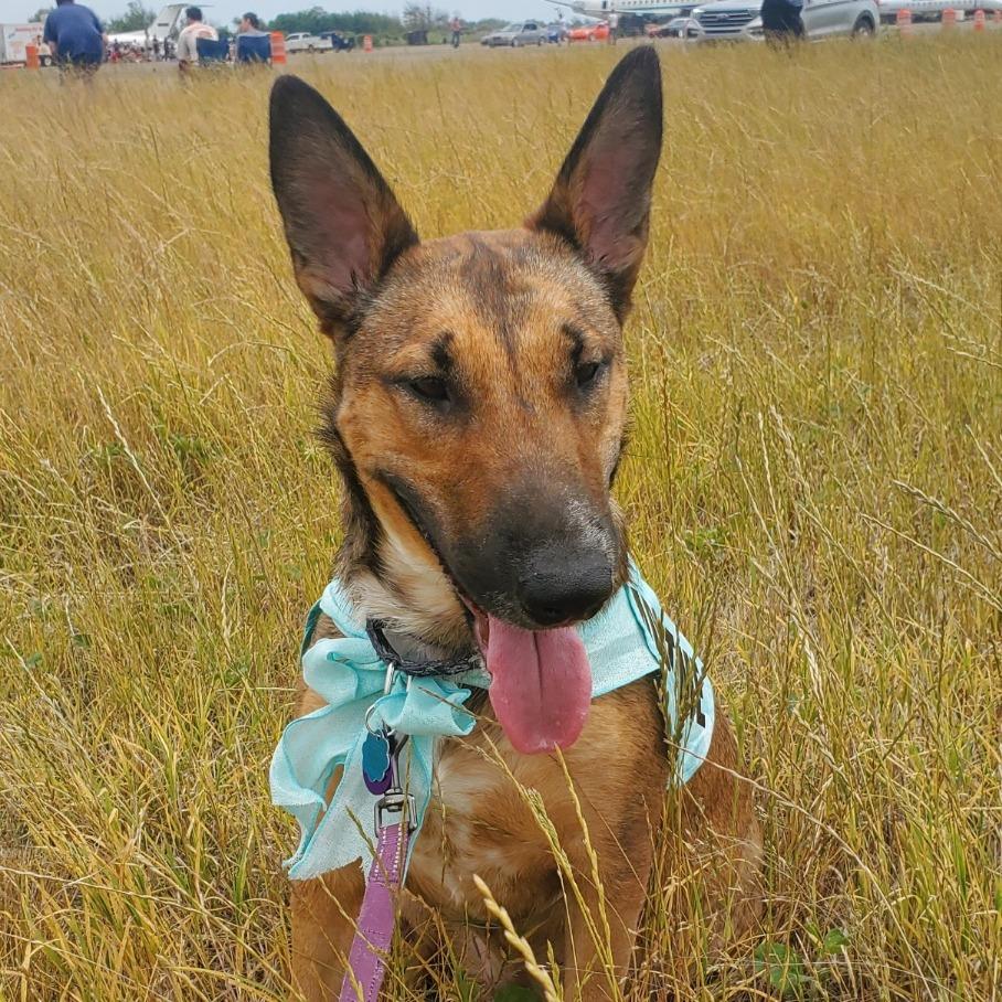 Lundie, a Adoptable mixed breed in Cabot, AR image 5/6
