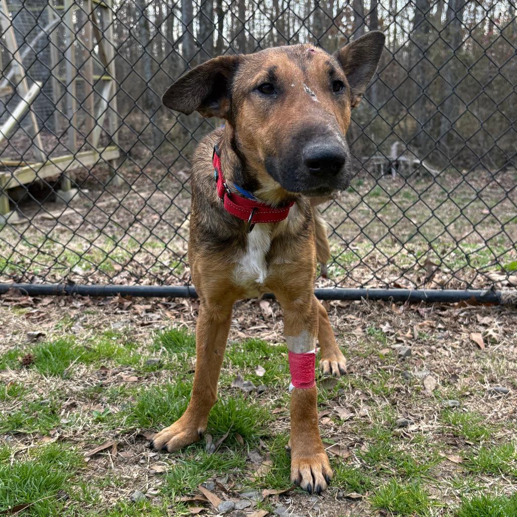 (Found) Lundie, a Adoptable mixed breed in Cabot, AR image 3/3