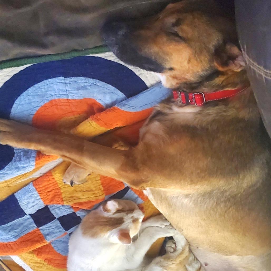 Lundie, a Adoptable mixed breed in Cabot, AR image 3/3