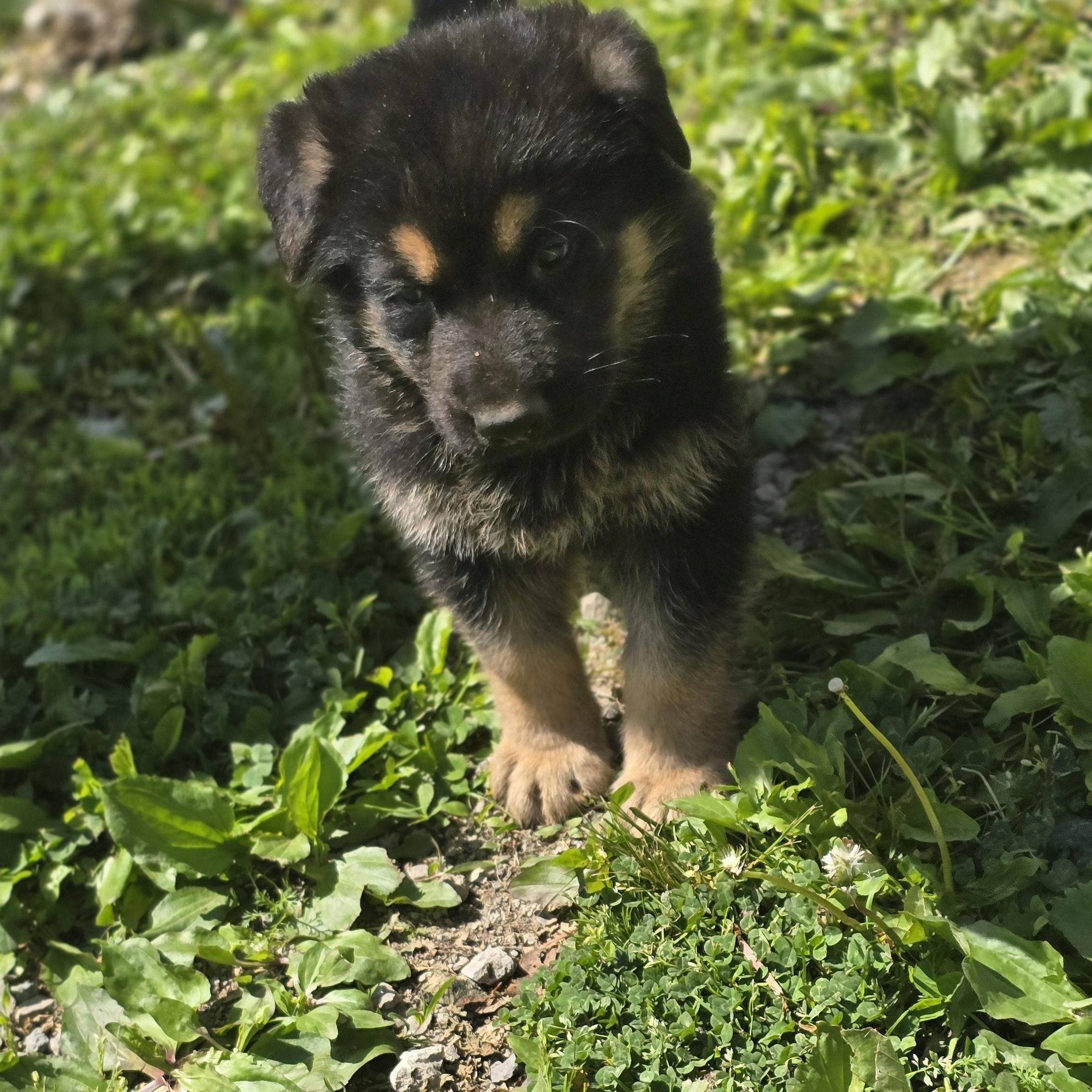 Koda, ADOPTABLE, Puppy Male German Shepherd Dog.