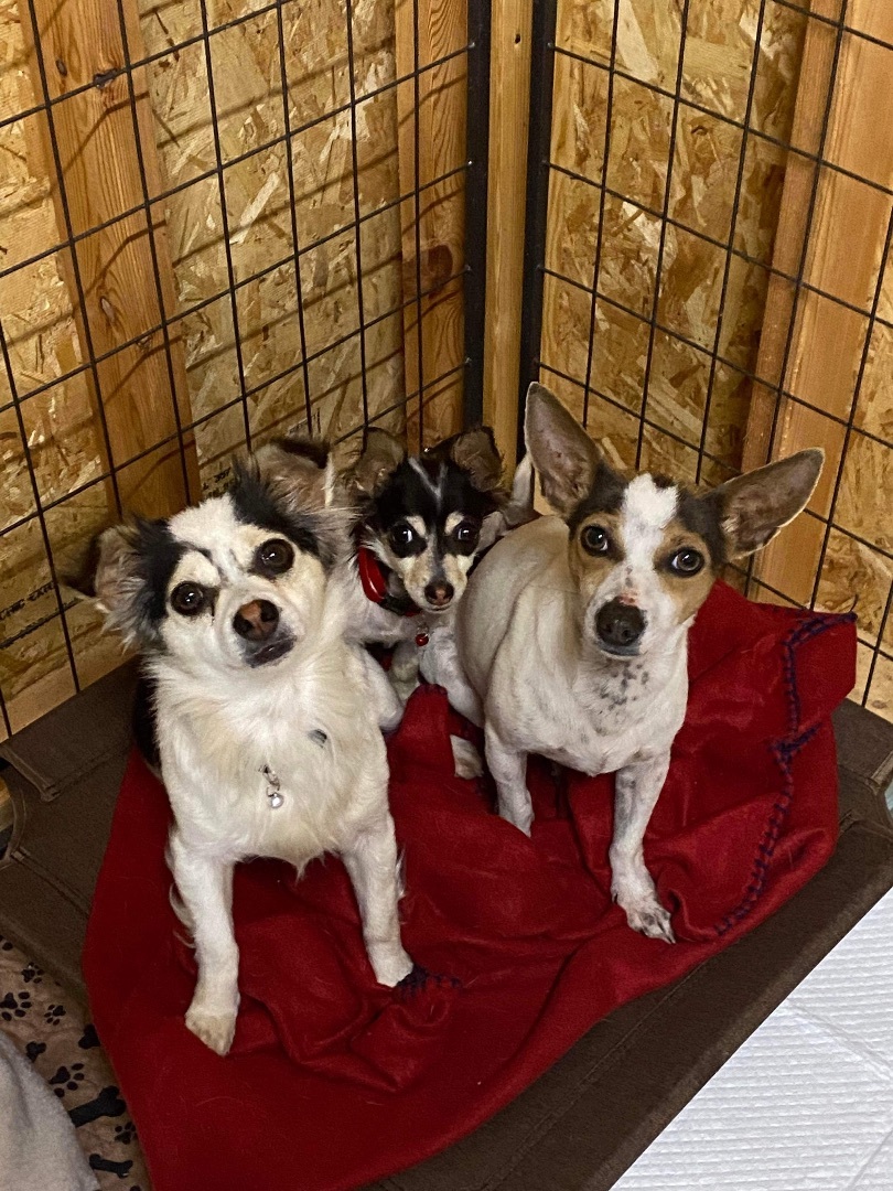 Enlarge Sabine, a Adopted Chihuahua in Humble, TX image 10/10