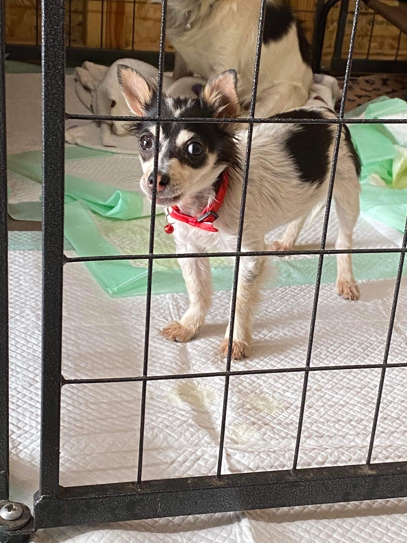 Enlarge Sabine, a Adopted Chihuahua in Humble, TX image 9/10