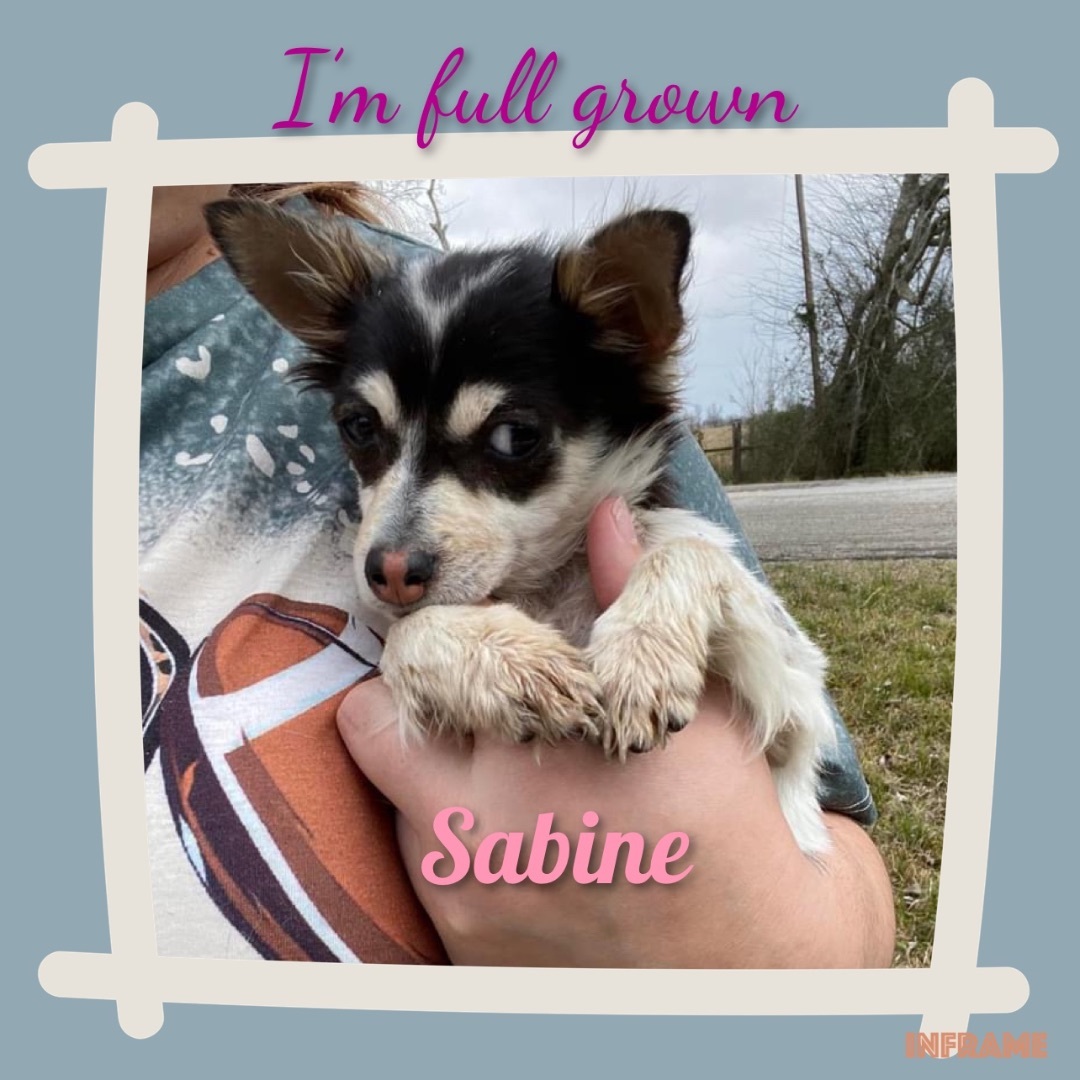 Enlarge Sabine, a Adopted Chihuahua in Humble, TX image 8/10