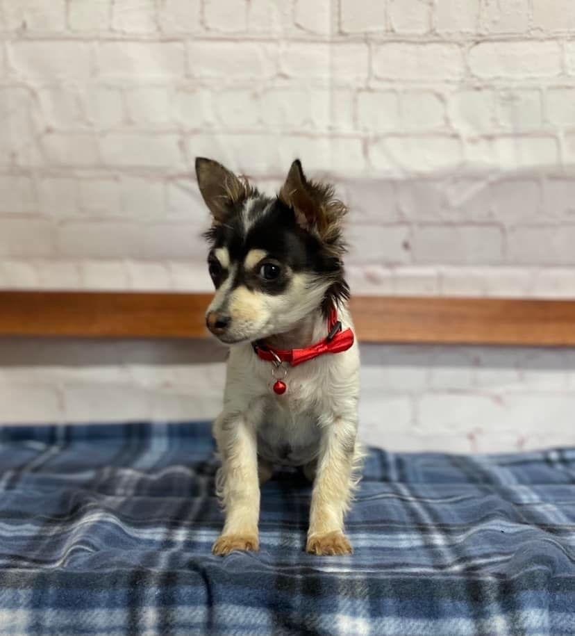 Enlarge Sabine, a Adopted Chihuahua in Humble, TX image 6/10