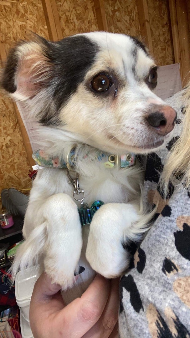 Enlarge Sabine, a Adopted Chihuahua in Humble, TX image 7/10