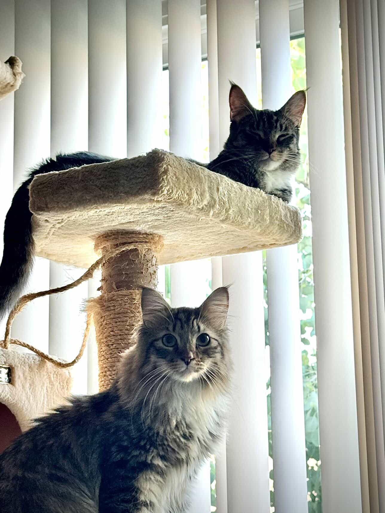 Enlarge Babs & Montana , an adopted Domestic Medium Hair in Bell Gardens, CA image 1/5