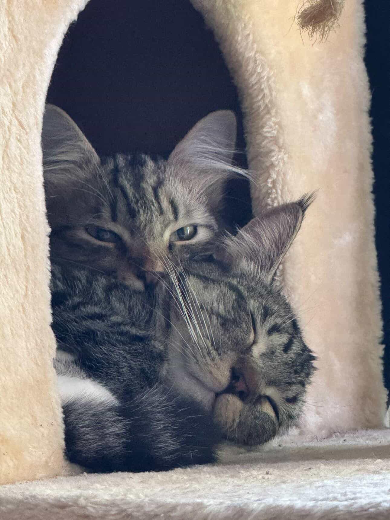 Enlarge Babs & Montana , an adopted Domestic Medium Hair in Bell Gardens, CA image 2/5