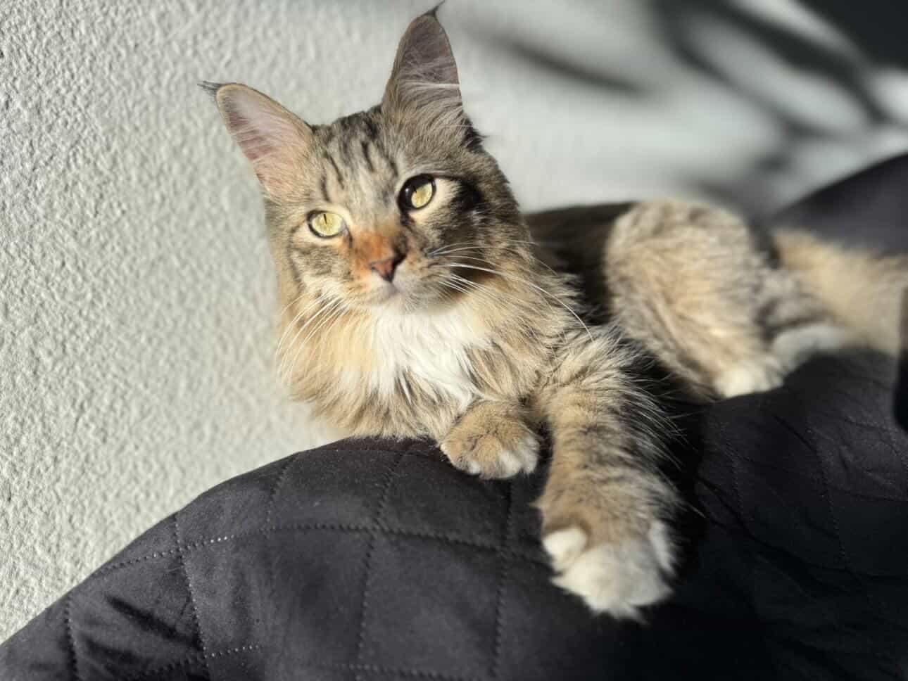 Enlarge Babs & Montana , an adopted Domestic Medium Hair in Bell Gardens, CA image 3/5