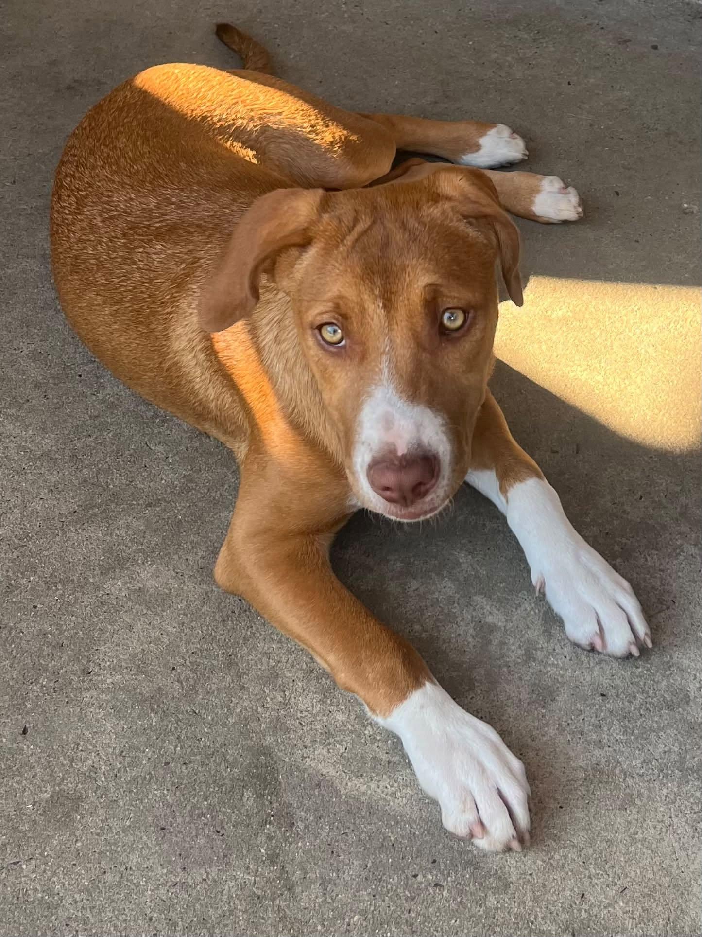 Ruby, Adoptable, Puppy Female Terrier.