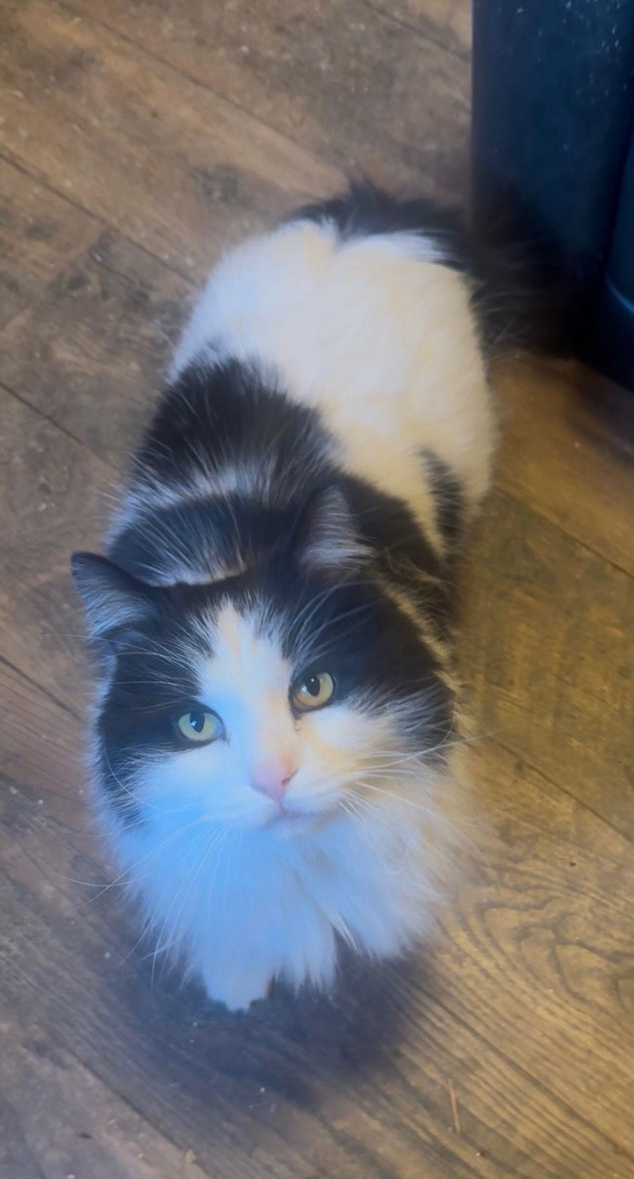 Baylor, Adoptable, Adult Male Maine Coon & Domestic Long Hair.