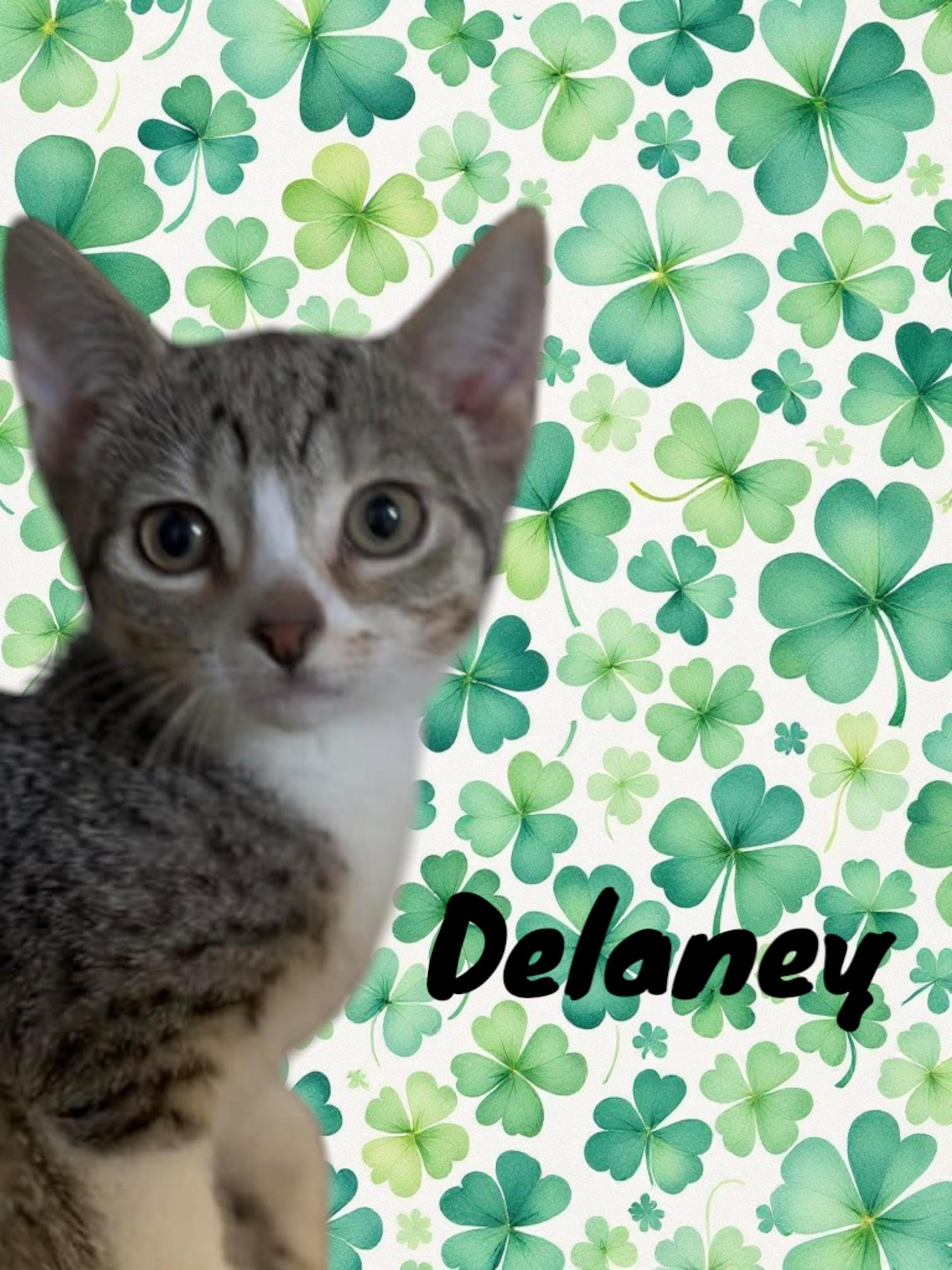 Enlarge Delaney, an adopted Domestic Short Hair in Orleans, VT image 1/1