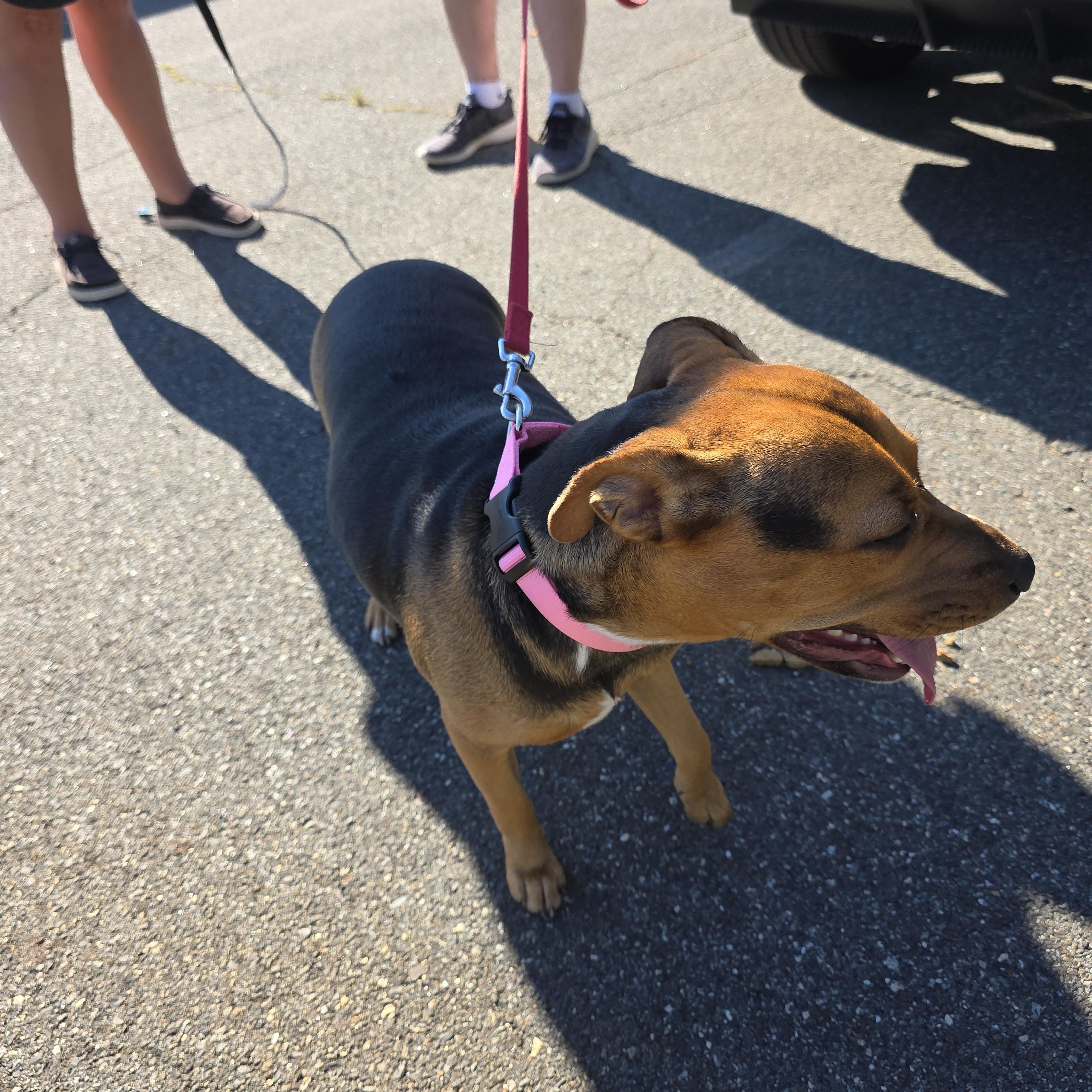 Enlarge China-Sugar, a Adoptable mixed breed in Paramus, NJ image 5/6