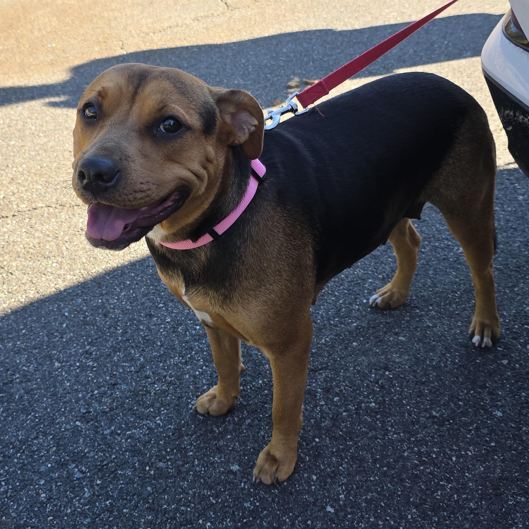 Enlarge China-Sugar, a Adoptable mixed breed in Paramus, NJ image 4/6