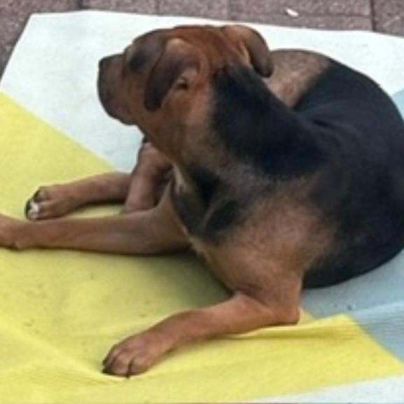 Enlarge China-Sugar, a Adoptable mixed breed in Paramus, NJ image 3/6