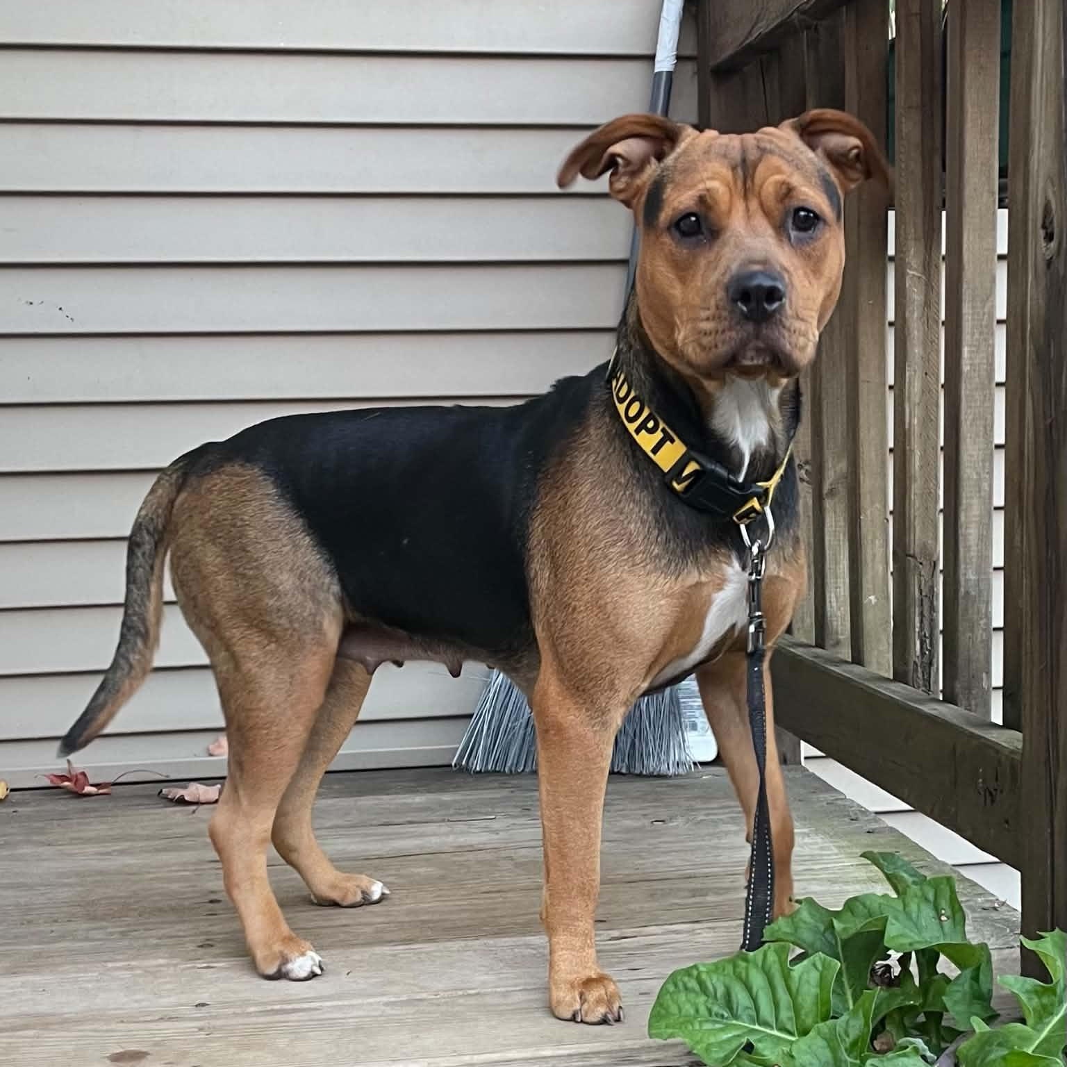 China-Sugar, Adoptable, Young Female Mixed Breed.