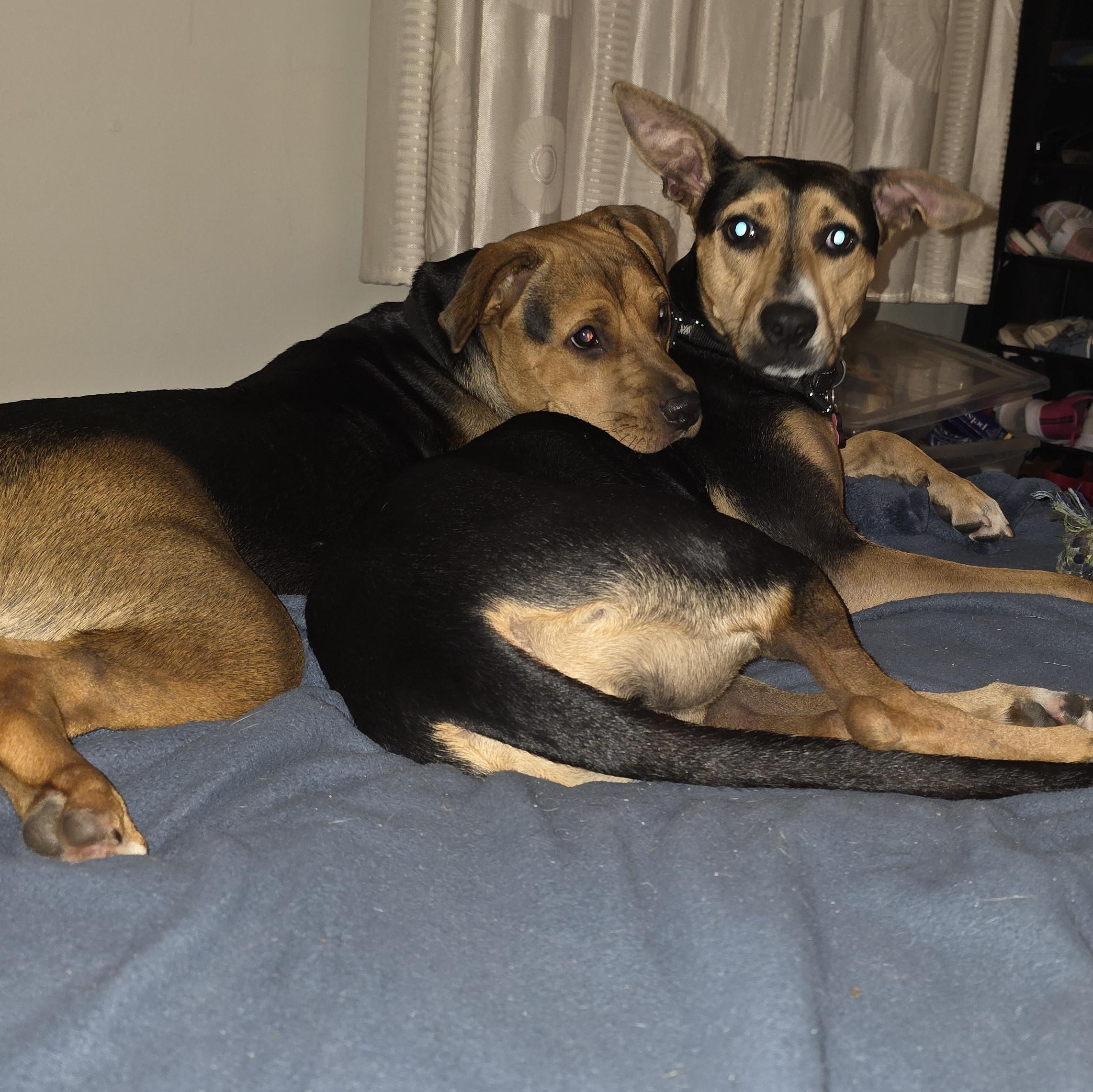 Enlarge China-Sugar, a Adoptable mixed breed in Paramus, NJ image 2/6