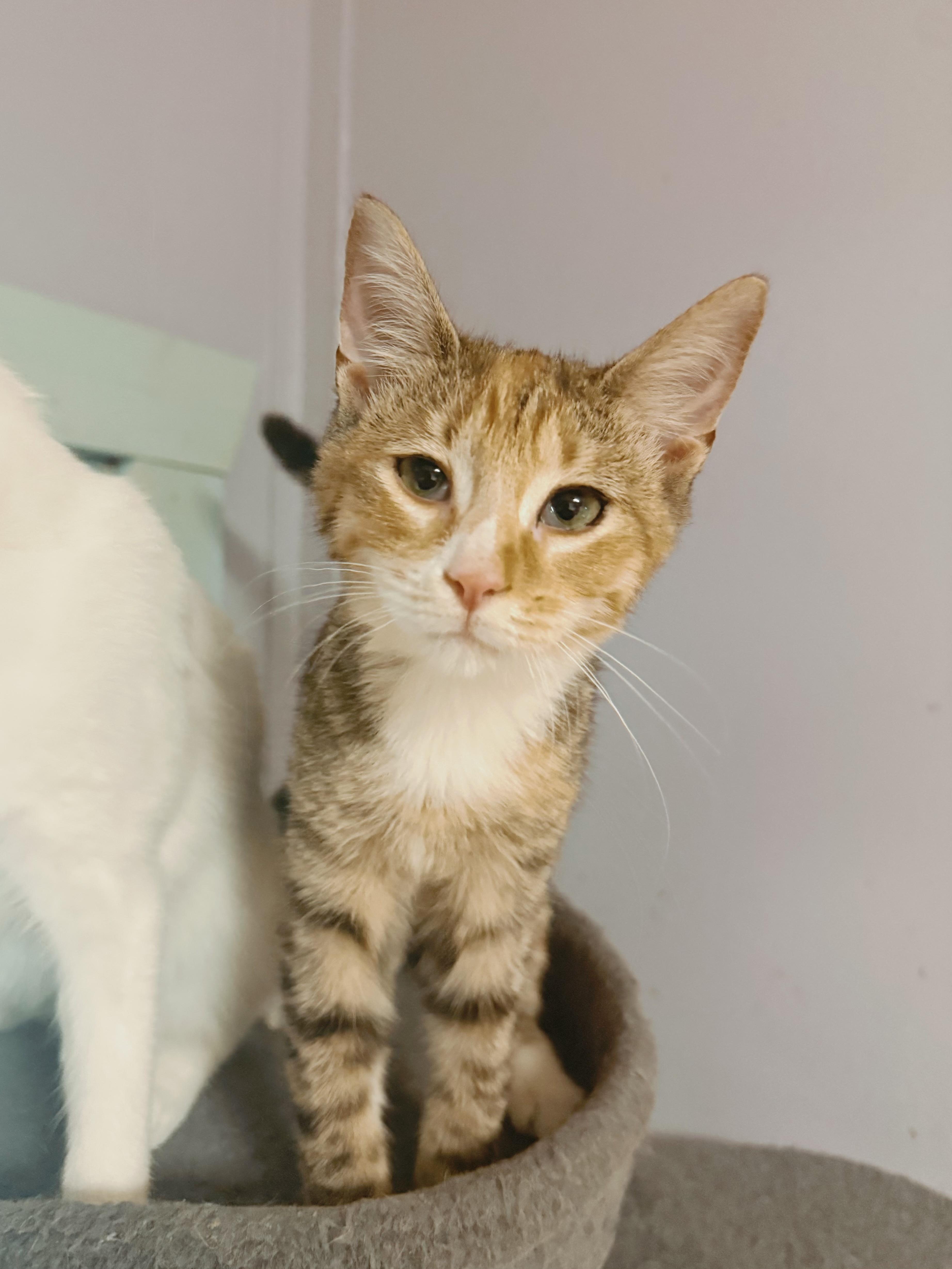 Aquamarine, Adoptable, Kitten Female Domestic Short Hair.