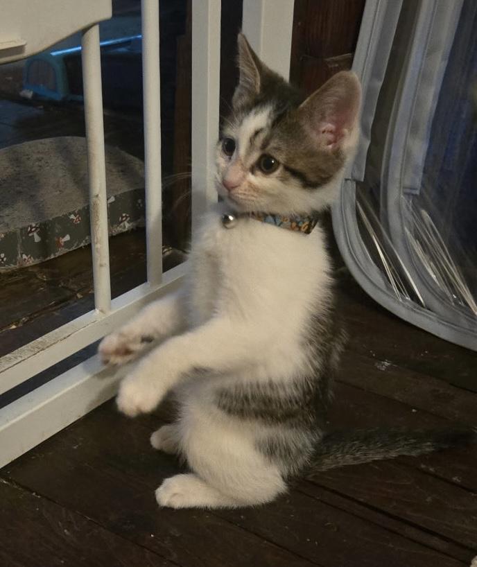 Casey, Adoptable, Kitten Male Domestic Short Hair.