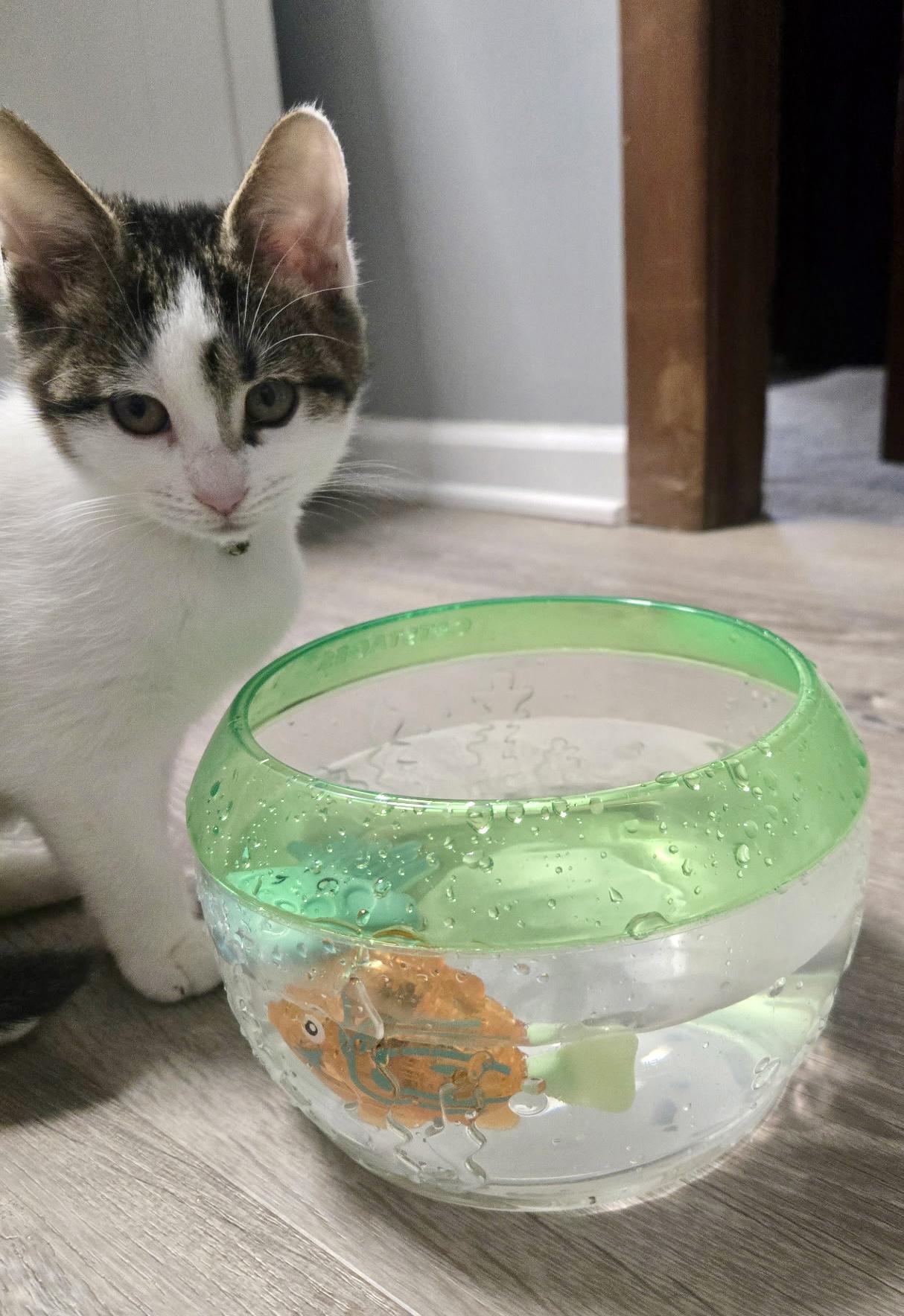 Casey, Adoptable, Kitten Male Domestic Short Hair.
